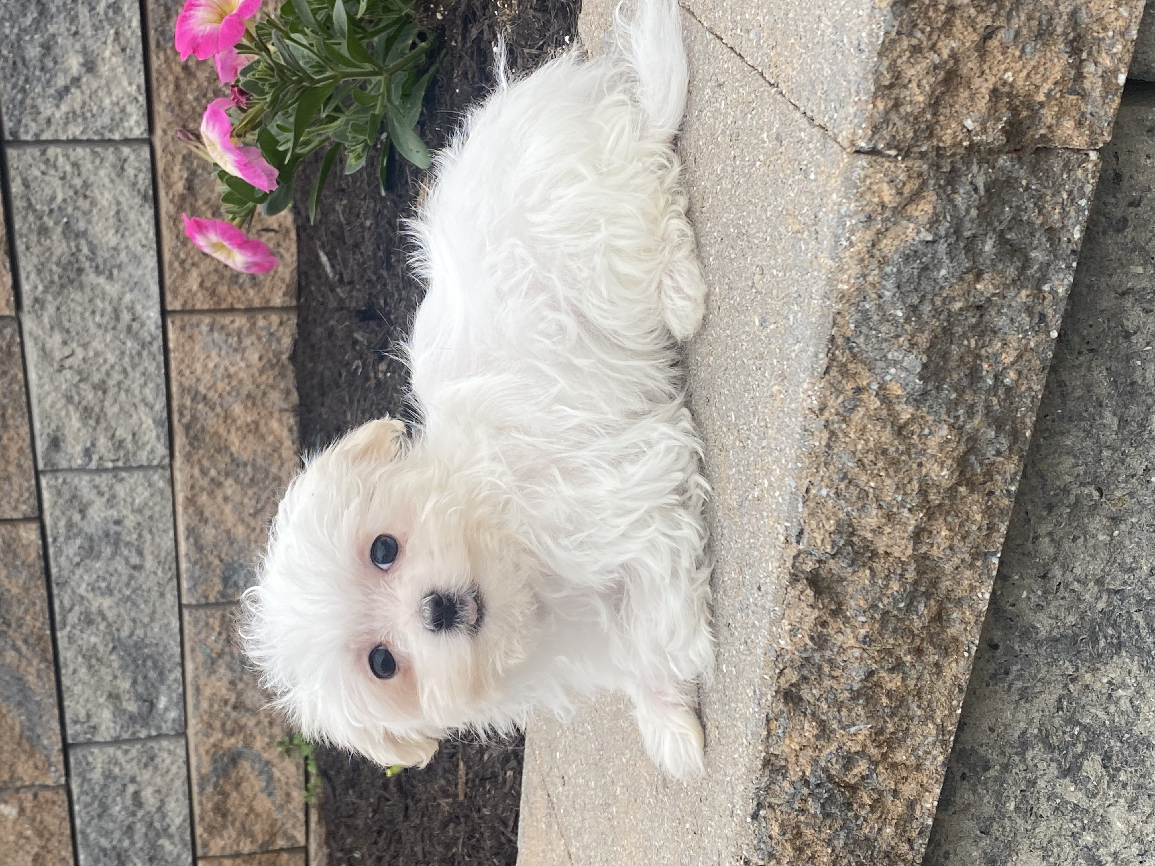 puppy, for, sale, Maltese, Curtis  Martin, dog, breeder, Seneca Falls, NY, dog-breeder, puppy-for-sale, forsale, nearby, find, puppyfind, locator, puppylocator, aca