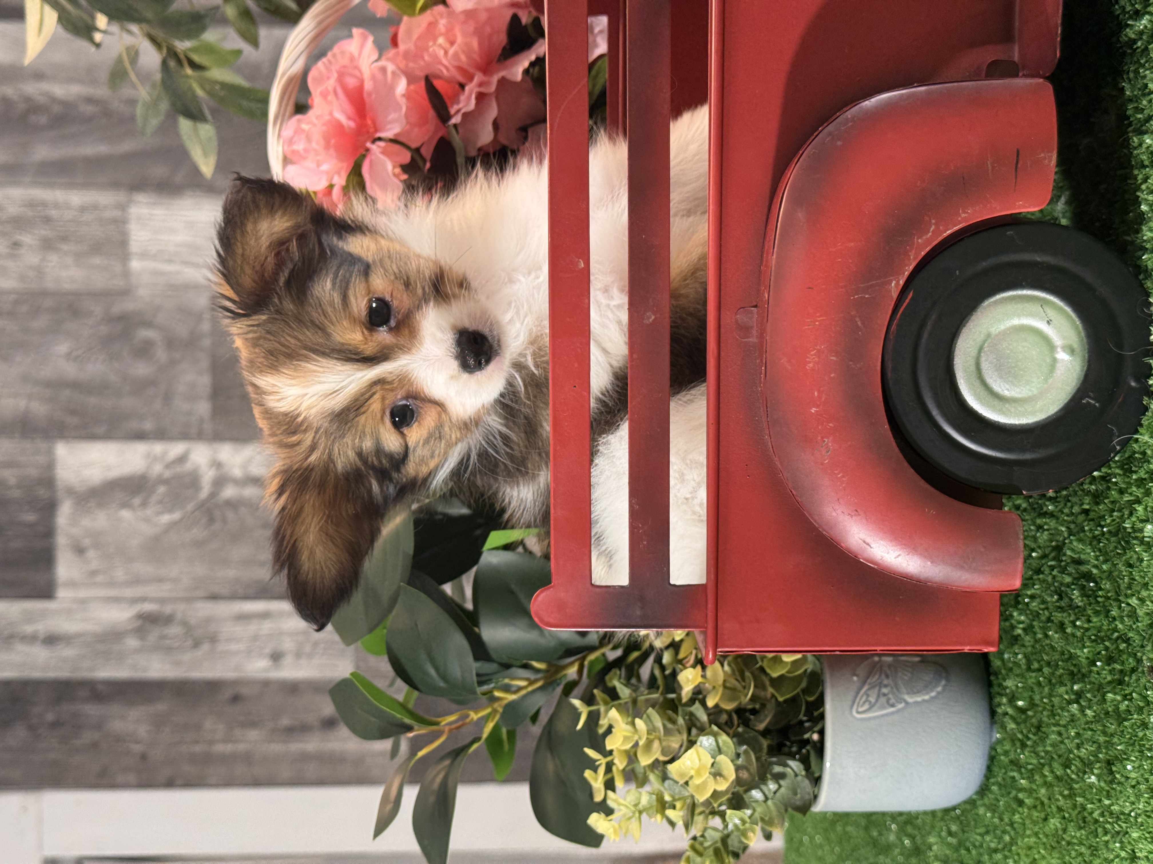 puppy, for, sale, Papillon, Curtis  Martin, dog, breeder, Seneca Falls, NY, dog-breeder, puppy-for-sale, forsale, nearby, find, puppyfind, locator, puppylocator, aca