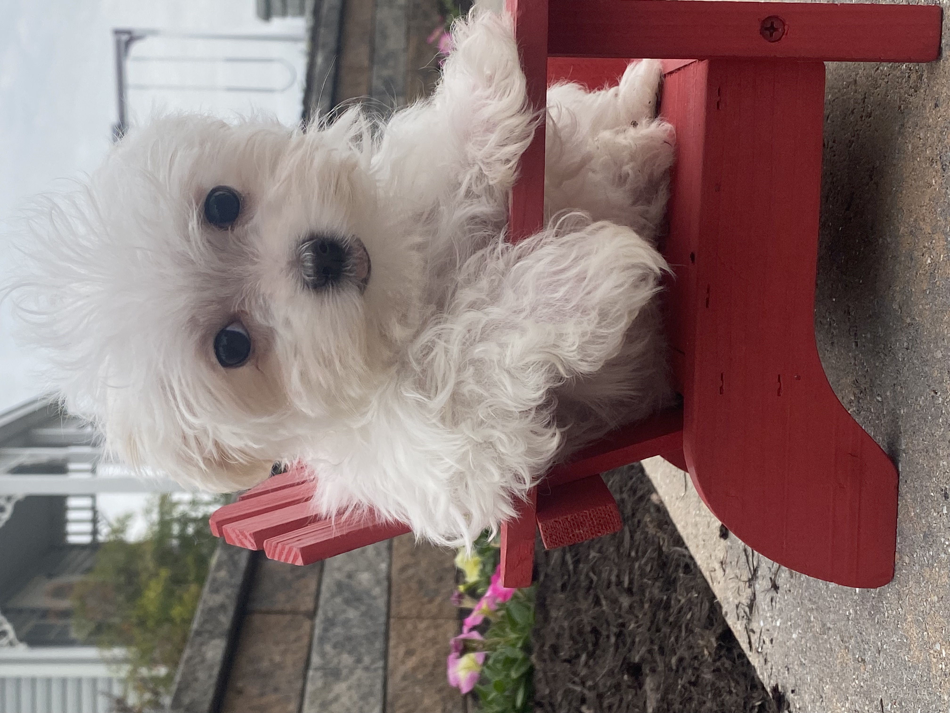 puppy, for, sale, Maltese, Curtis  Martin, dog, breeder, Seneca Falls, NY, dog-breeder, puppy-for-sale, forsale, nearby, find, puppyfind, locator, puppylocator, aca