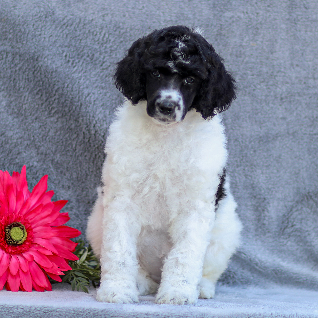 puppy, for, sale, Standard Poodle, John  Stoltzfus, dog, breeder, Christiana, PA, dog-breeder, puppy-for-sale, forsale, nearby, find, puppyfind, locator, puppylocator, aca