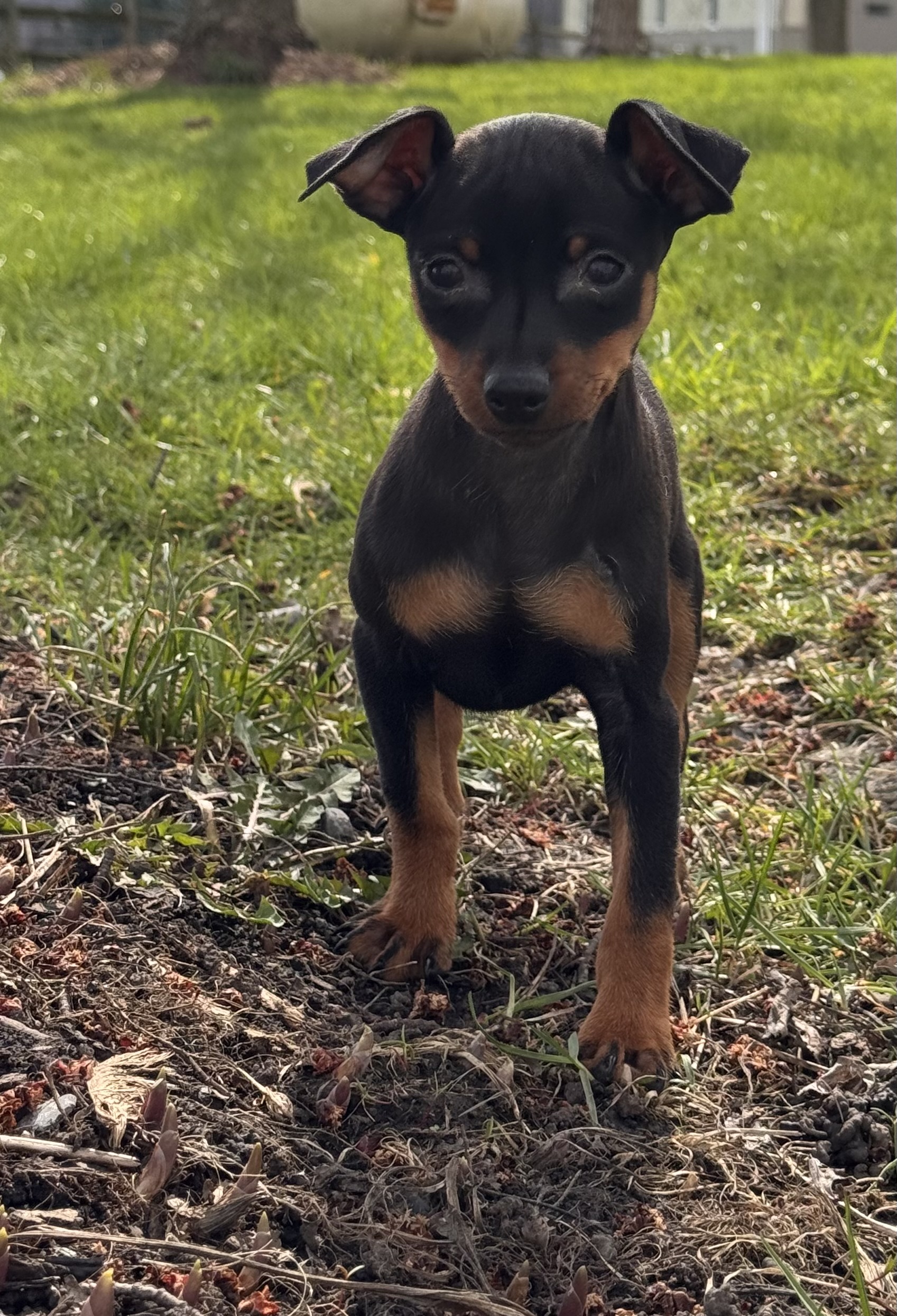 puppy, for, sale, Miniature Pinscher, Curtis  Martin, dog, breeder, Seneca Falls, NY, dog-breeder, puppy-for-sale, forsale, nearby, find, puppyfind, locator, puppylocator, aca
