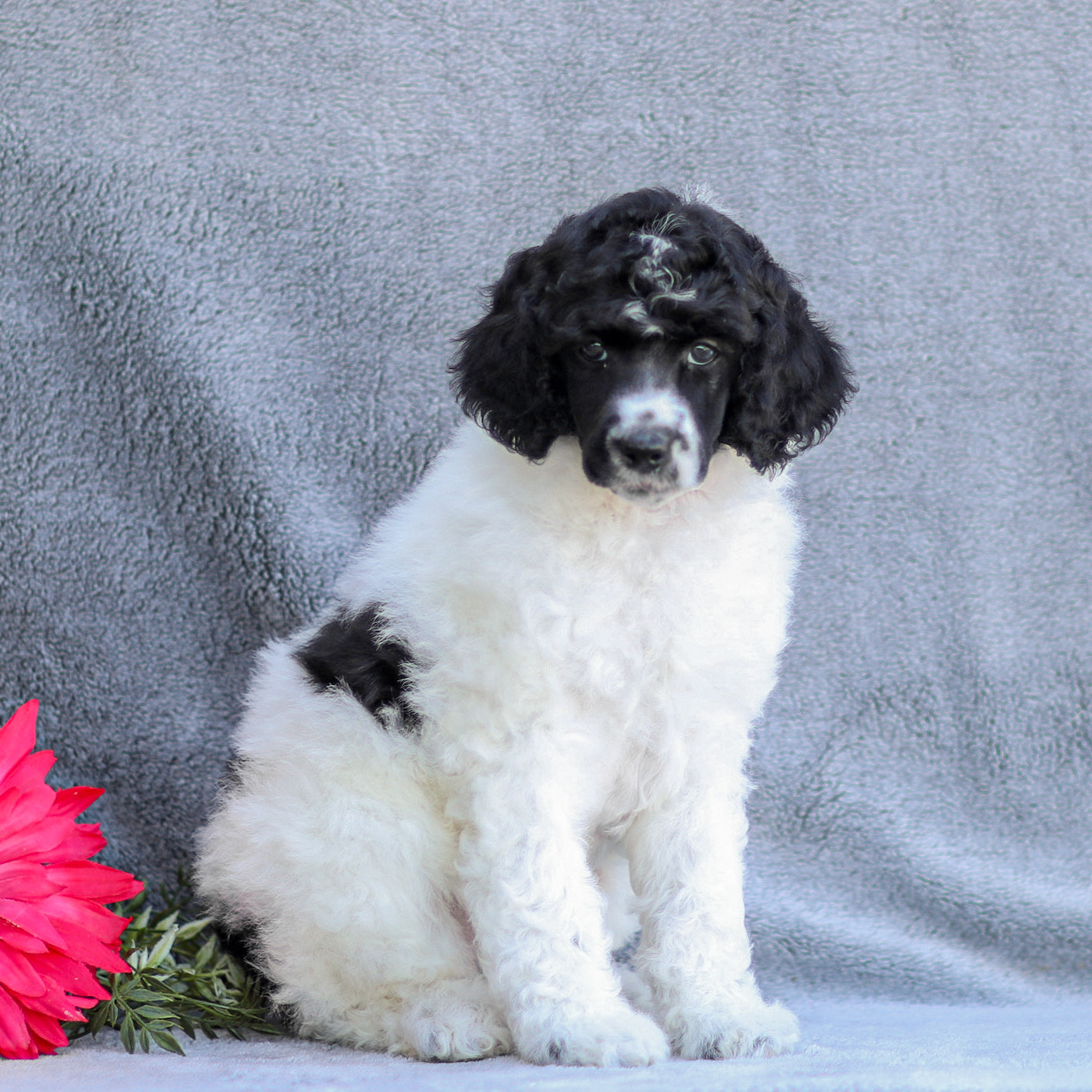 puppy, for, sale, Standard Poodle, John  Stoltzfus, dog, breeder, Christiana, PA, dog-breeder, puppy-for-sale, forsale, nearby, find, puppyfind, locator, puppylocator, aca