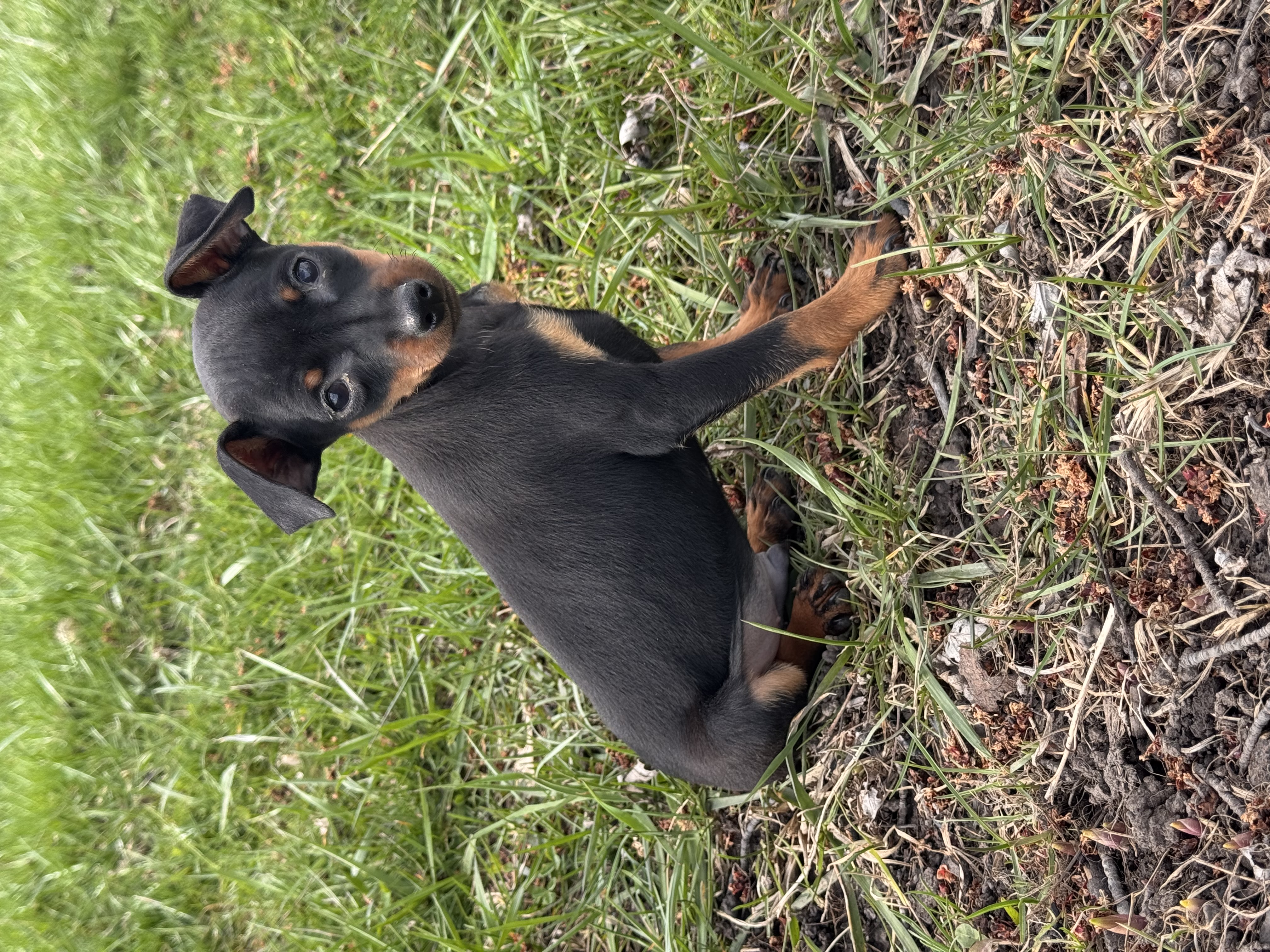 puppy, for, sale, Miniature Pinscher, Curtis  Martin, dog, breeder, Seneca Falls, NY, dog-breeder, puppy-for-sale, forsale, nearby, find, puppyfind, locator, puppylocator, aca