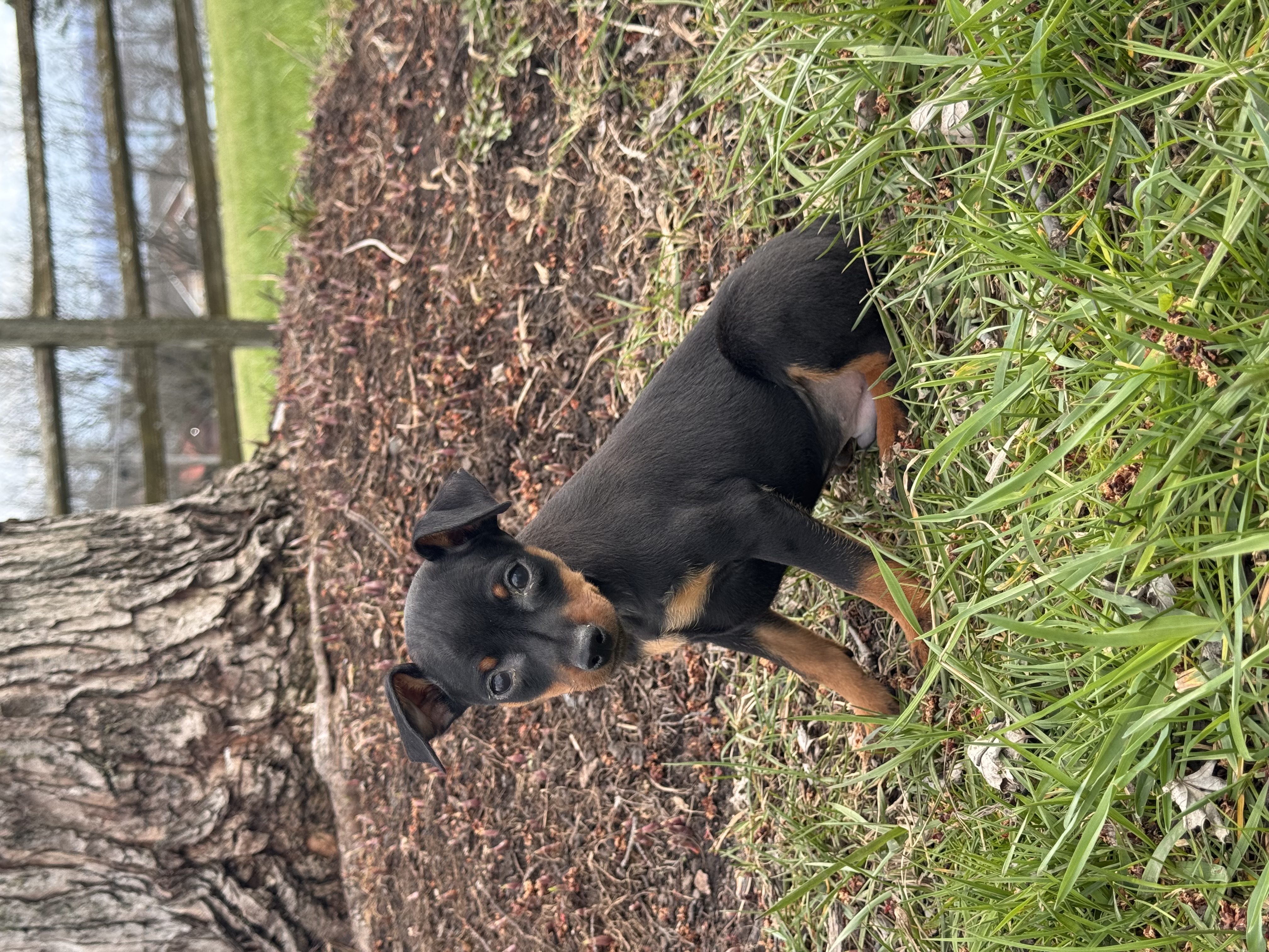 puppy, for, sale, Miniature Pinscher, Curtis  Martin, dog, breeder, Seneca Falls, NY, dog-breeder, puppy-for-sale, forsale, nearby, find, puppyfind, locator, puppylocator, aca