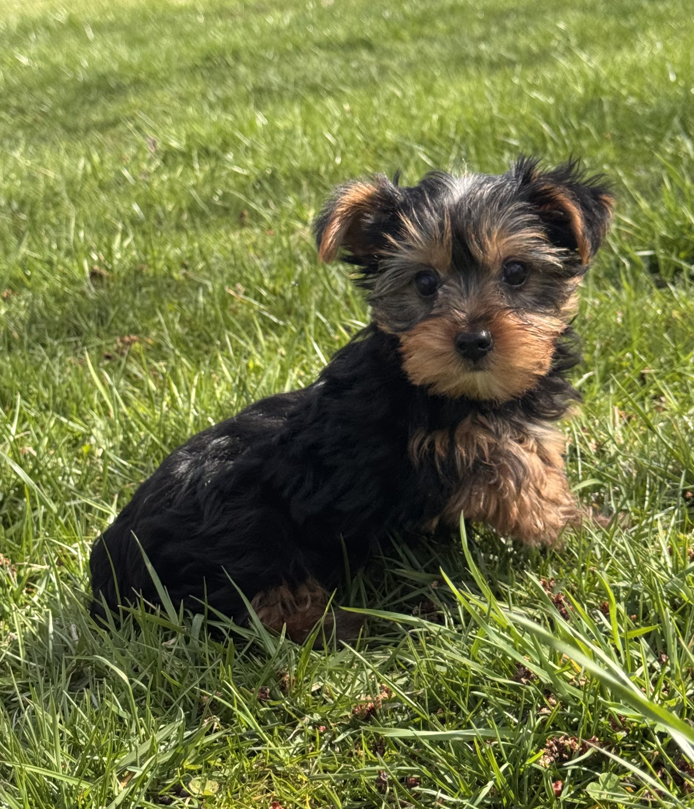 puppy, for, sale, Yorkshire Terrier, Curtis  Martin, dog, breeder, Seneca Falls, NY, dog-breeder, puppy-for-sale, forsale, nearby, find, puppyfind, locator, puppylocator, aca