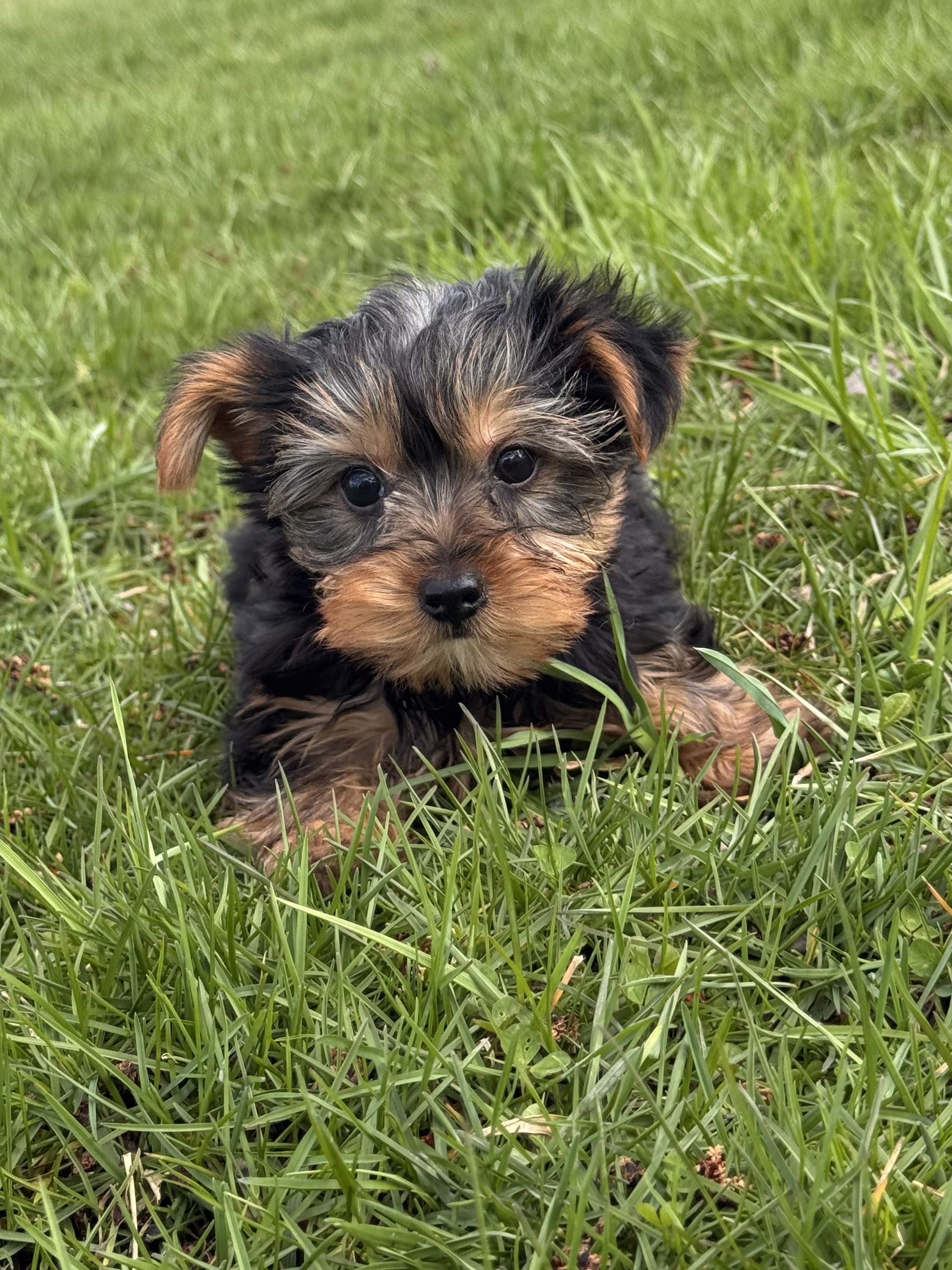 puppy, for, sale, Yorkshire Terrier, Curtis  Martin, dog, breeder, Seneca Falls, NY, dog-breeder, puppy-for-sale, forsale, nearby, find, puppyfind, locator, puppylocator, aca