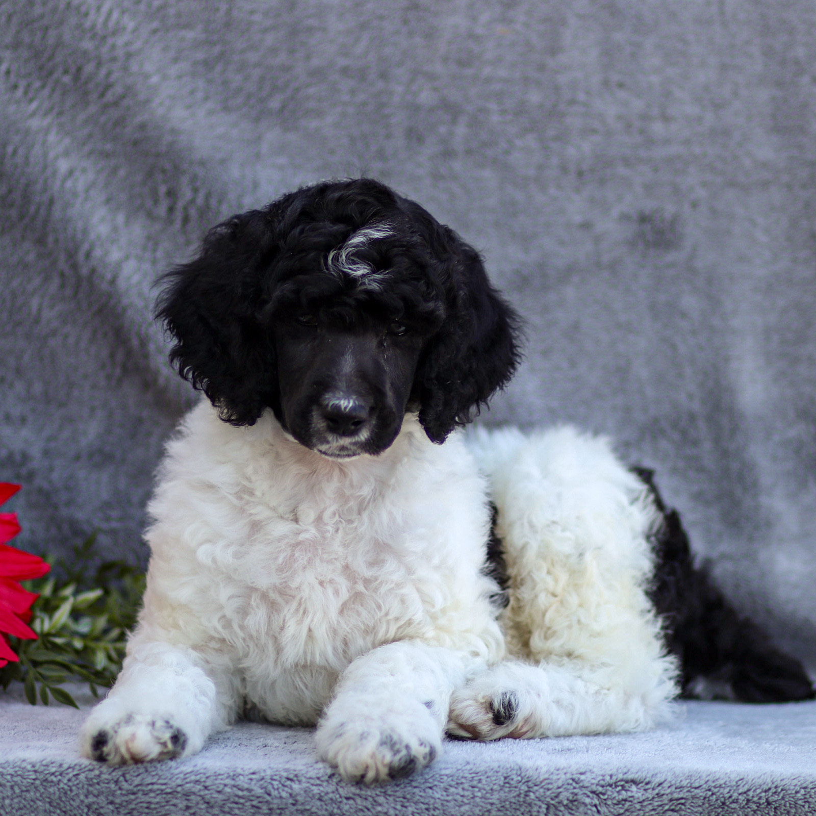 puppy, for, sale, Standard Poodle, John  Stoltzfus, dog, breeder, Christiana, PA, dog-breeder, puppy-for-sale, forsale, nearby, find, puppyfind, locator, puppylocator, aca
