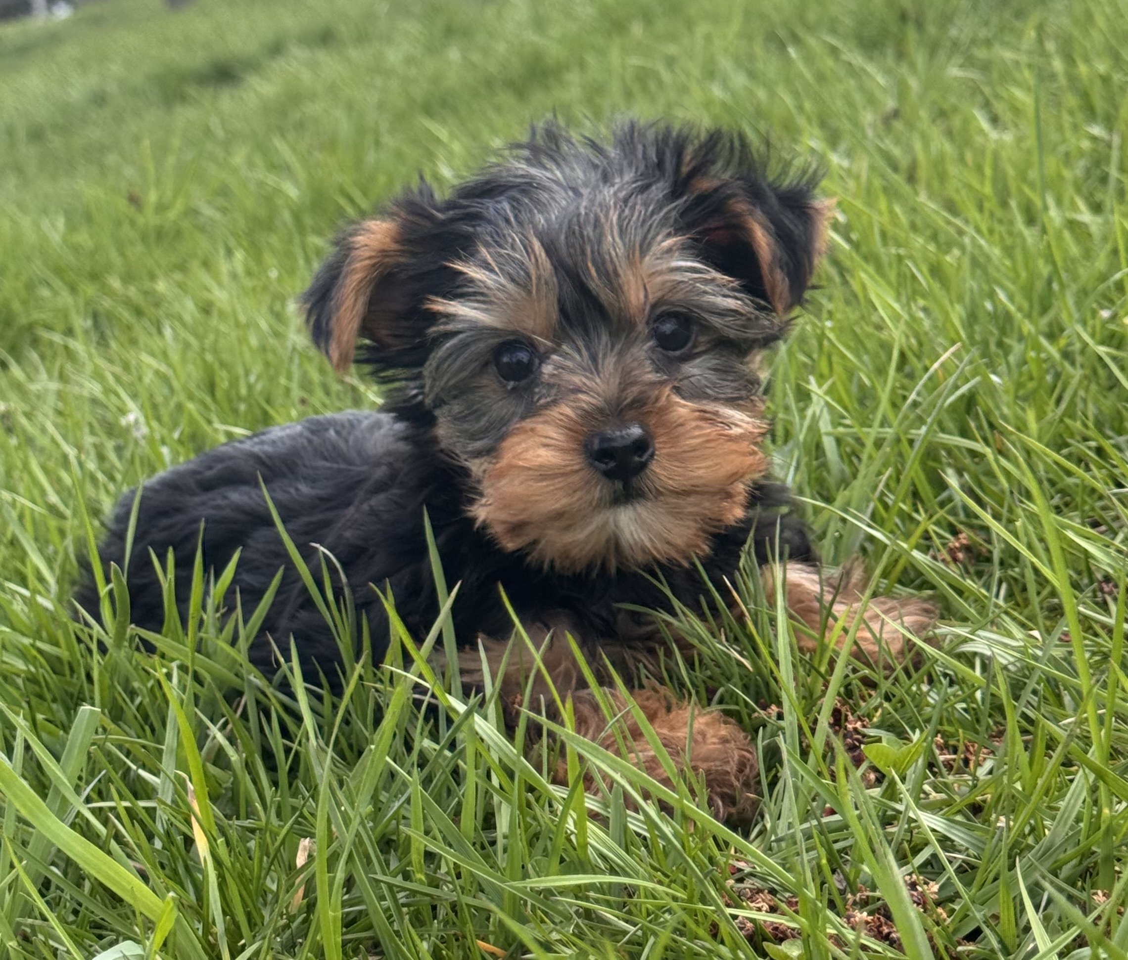 puppy, for, sale, Yorkshire Terrier, Curtis  Martin, dog, breeder, Seneca Falls, NY, dog-breeder, puppy-for-sale, forsale, nearby, find, puppyfind, locator, puppylocator, aca