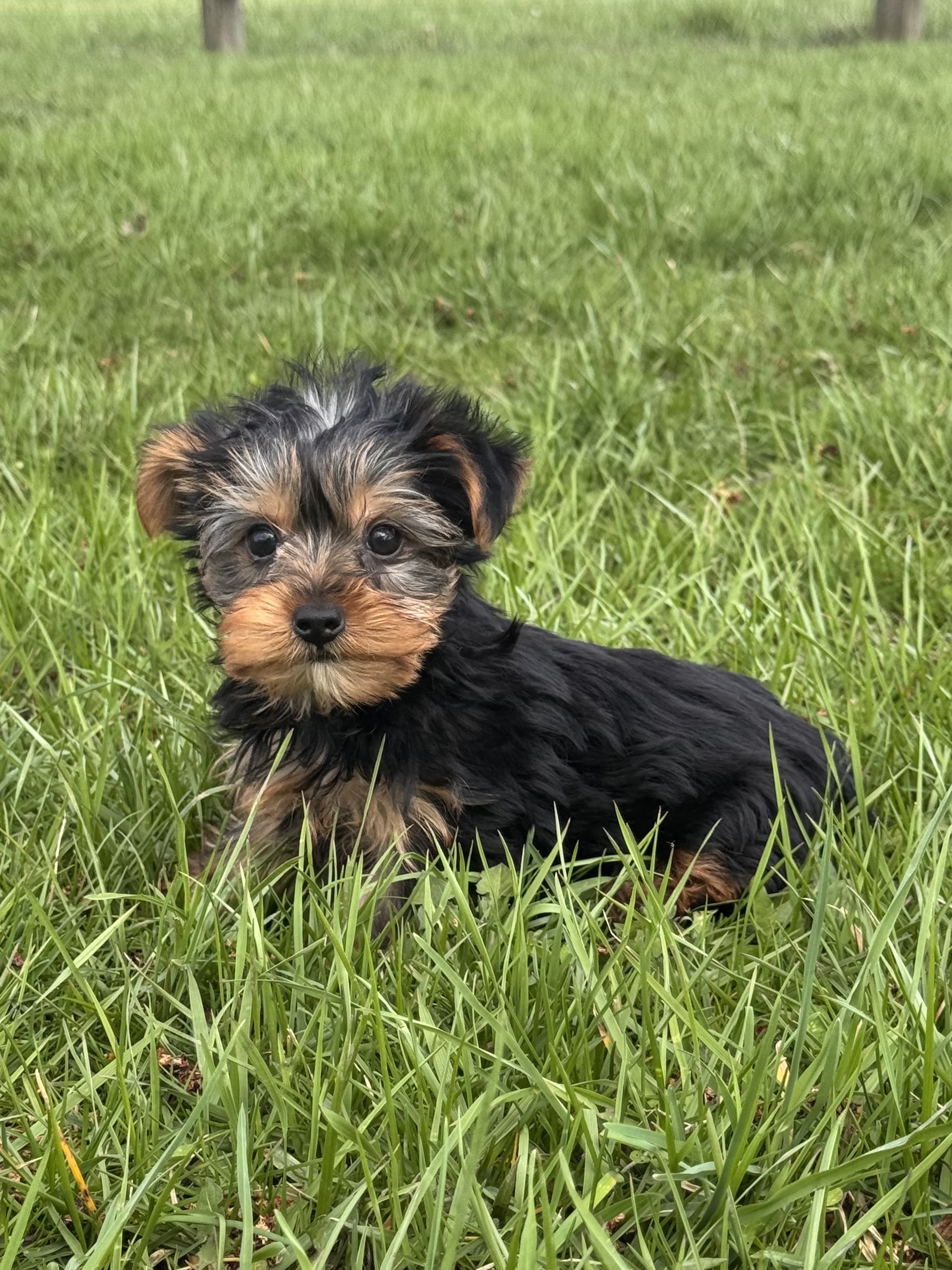 puppy, for, sale, Yorkshire Terrier, Curtis  Martin, dog, breeder, Seneca Falls, NY, dog-breeder, puppy-for-sale, forsale, nearby, find, puppyfind, locator, puppylocator, aca