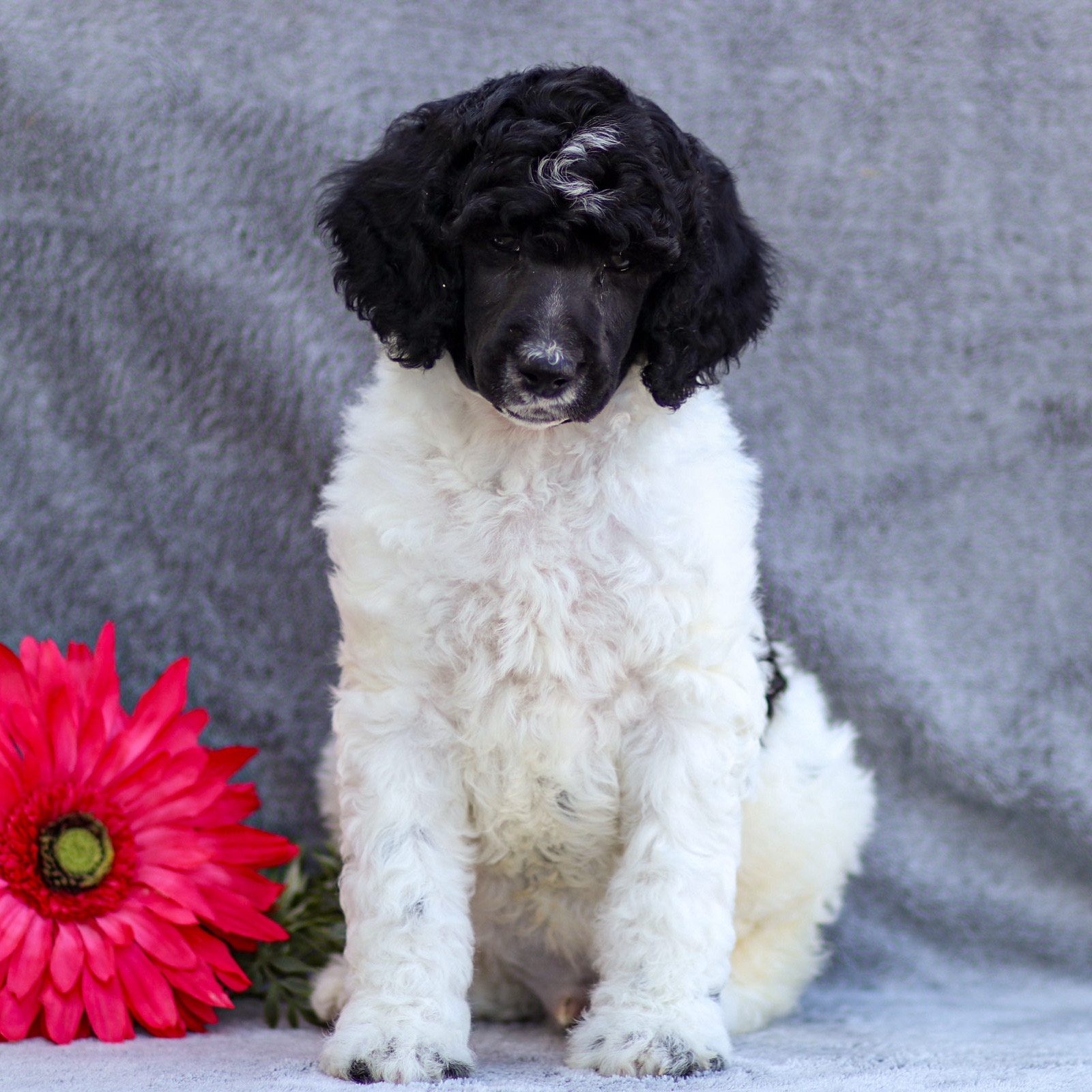 puppy, for, sale, Standard Poodle, John  Stoltzfus, dog, breeder, Christiana, PA, dog-breeder, puppy-for-sale, forsale, nearby, find, puppyfind, locator, puppylocator, aca