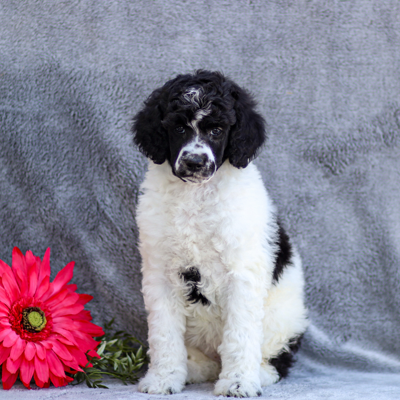 puppy, for, sale, Standard Poodle, John  Stoltzfus, dog, breeder, Christiana, PA, dog-breeder, puppy-for-sale, forsale, nearby, find, puppyfind, locator, puppylocator, aca
