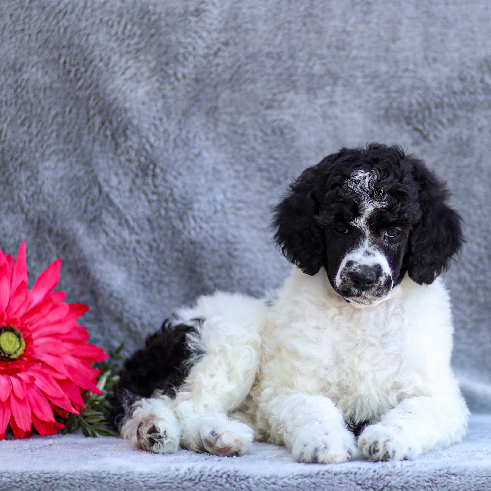 puppy, for, sale, Standard Poodle, John  Stoltzfus, dog, breeder, Christiana, PA, dog-breeder, puppy-for-sale, forsale, nearby, find, puppyfind, locator, puppylocator, aca