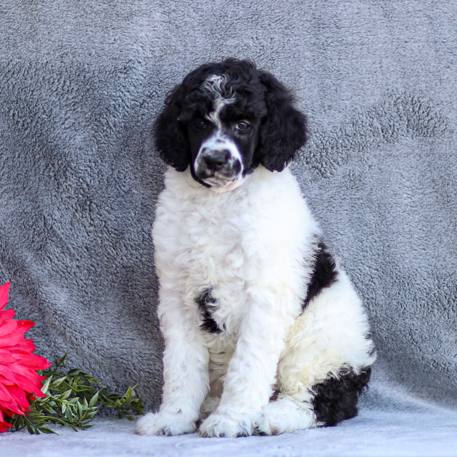 puppy, for, sale, Standard Poodle, John  Stoltzfus, dog, breeder, Christiana, PA, dog-breeder, puppy-for-sale, forsale, nearby, find, puppyfind, locator, puppylocator, aca