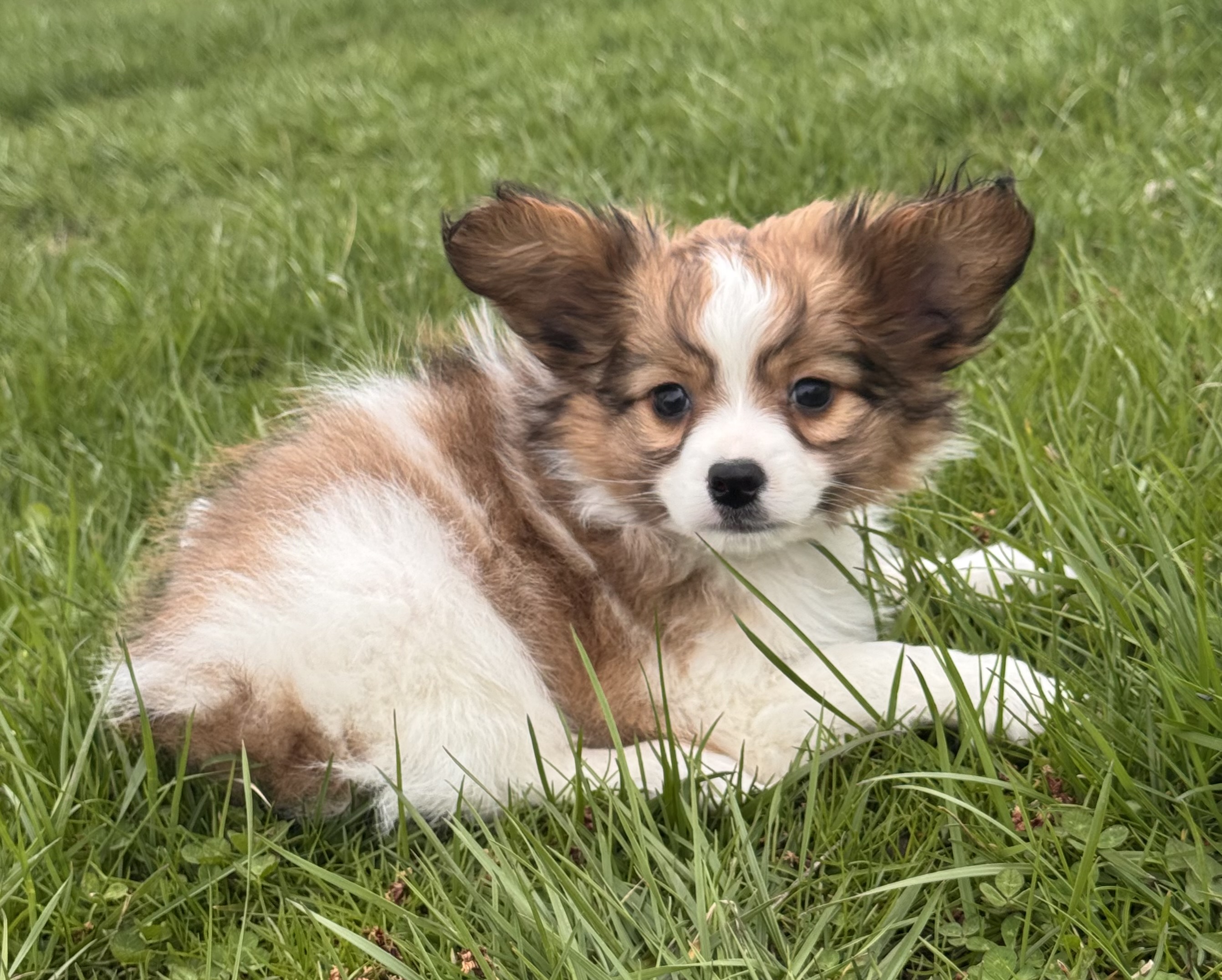 puppy, for, sale, Papillon, Curtis  Martin, dog, breeder, Seneca Falls, NY, dog-breeder, puppy-for-sale, forsale, nearby, find, puppyfind, locator, puppylocator, aca