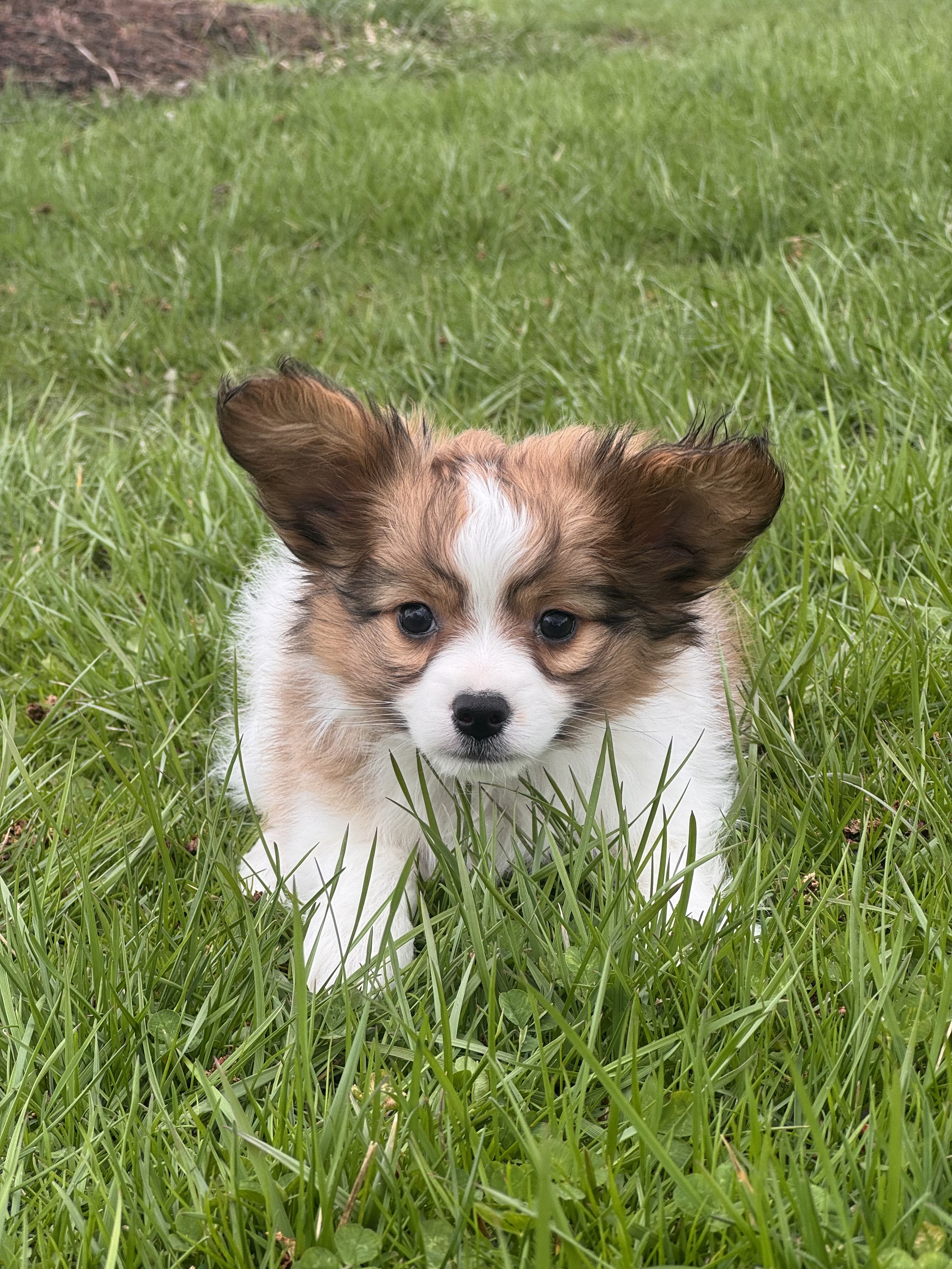 puppy, for, sale, Papillon, Curtis  Martin, dog, breeder, Seneca Falls, NY, dog-breeder, puppy-for-sale, forsale, nearby, find, puppyfind, locator, puppylocator, aca