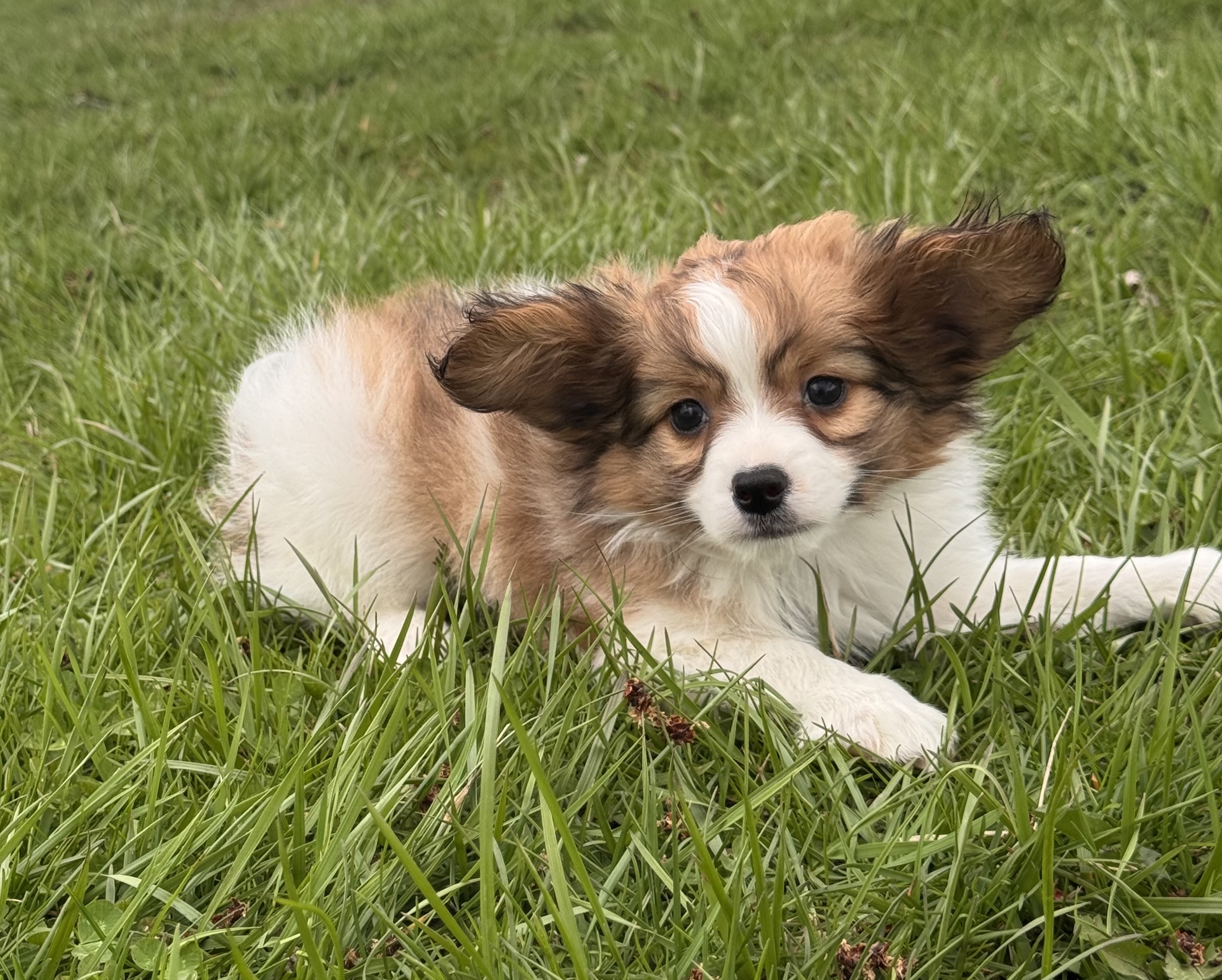puppy, for, sale, Papillon, Curtis  Martin, dog, breeder, Seneca Falls, NY, dog-breeder, puppy-for-sale, forsale, nearby, find, puppyfind, locator, puppylocator, aca