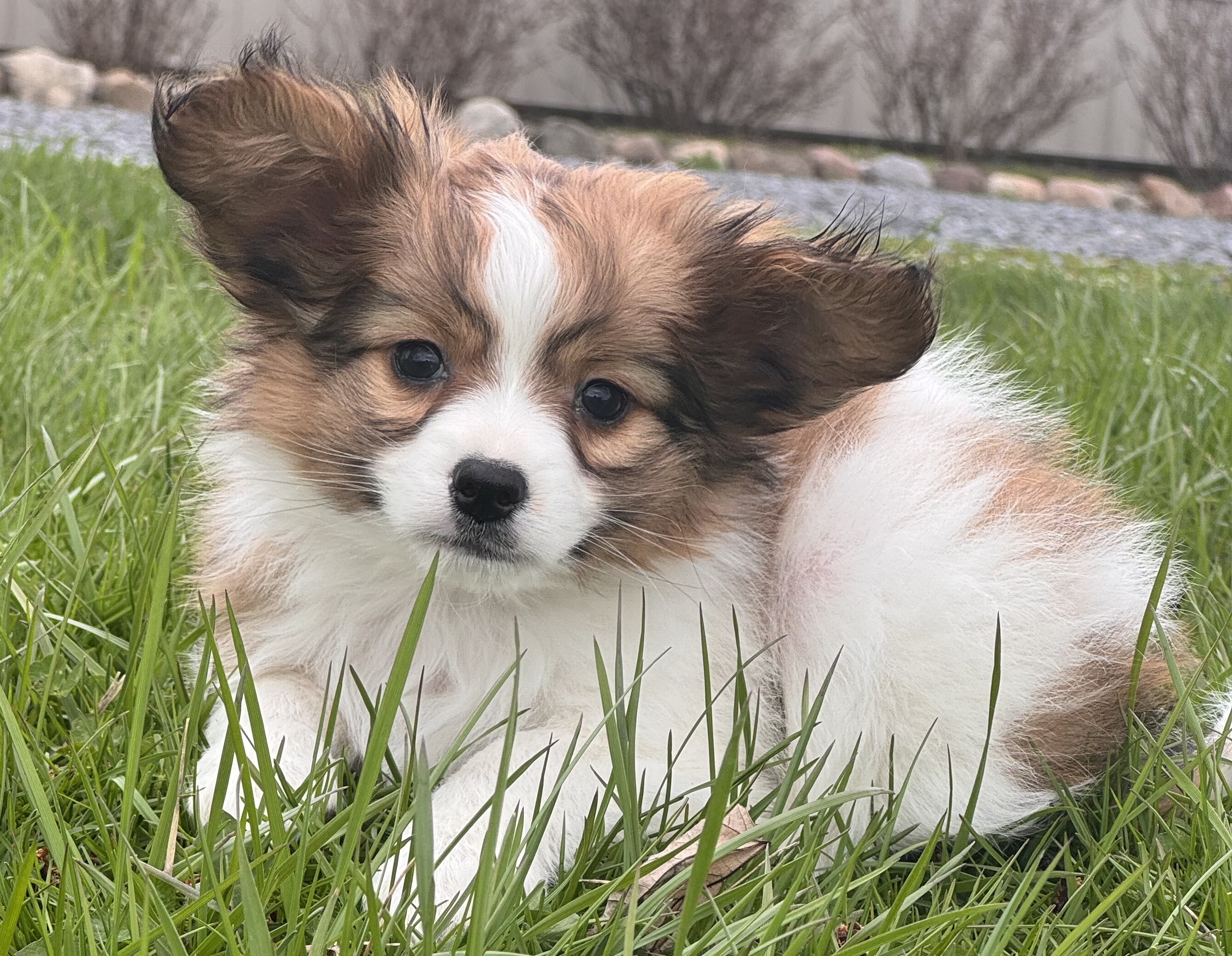 puppy, for, sale, Papillon, Curtis  Martin, dog, breeder, Seneca Falls, NY, dog-breeder, puppy-for-sale, forsale, nearby, find, puppyfind, locator, puppylocator, aca