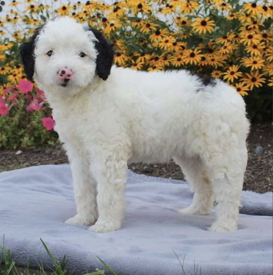 puppy, for, sale, Mini Bernedoodle, Aaron S. King, Jr, dog, breeder, Honey Brook, PA, dog-breeder, puppy-for-sale, forsale, nearby, find, puppyfind, locator, puppylocator, aca