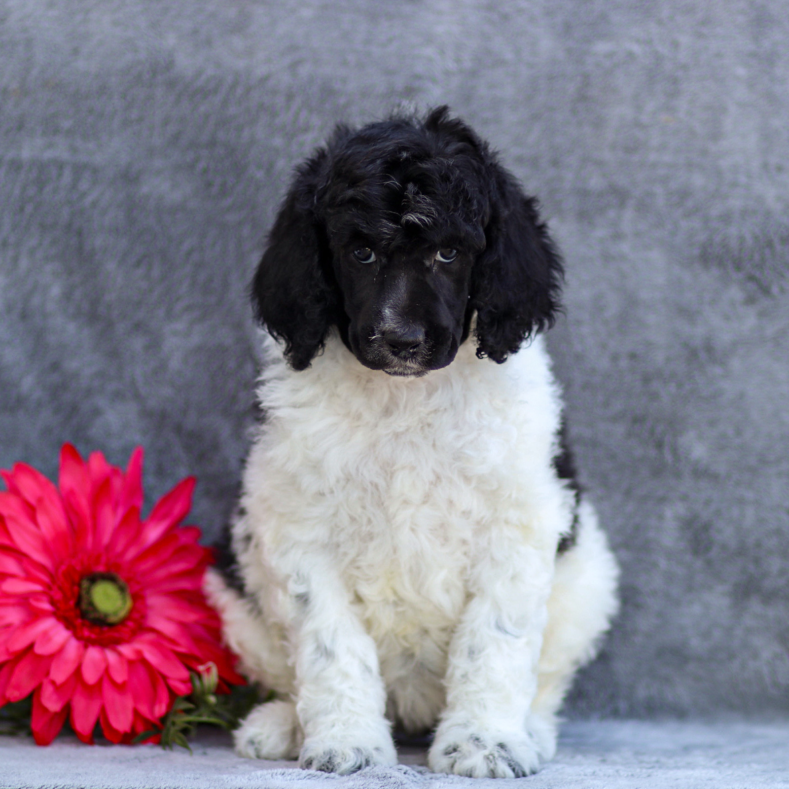 puppy, for, sale, Standard Poodle, John  Stoltzfus, dog, breeder, Christiana, PA, dog-breeder, puppy-for-sale, forsale, nearby, find, puppyfind, locator, puppylocator, aca