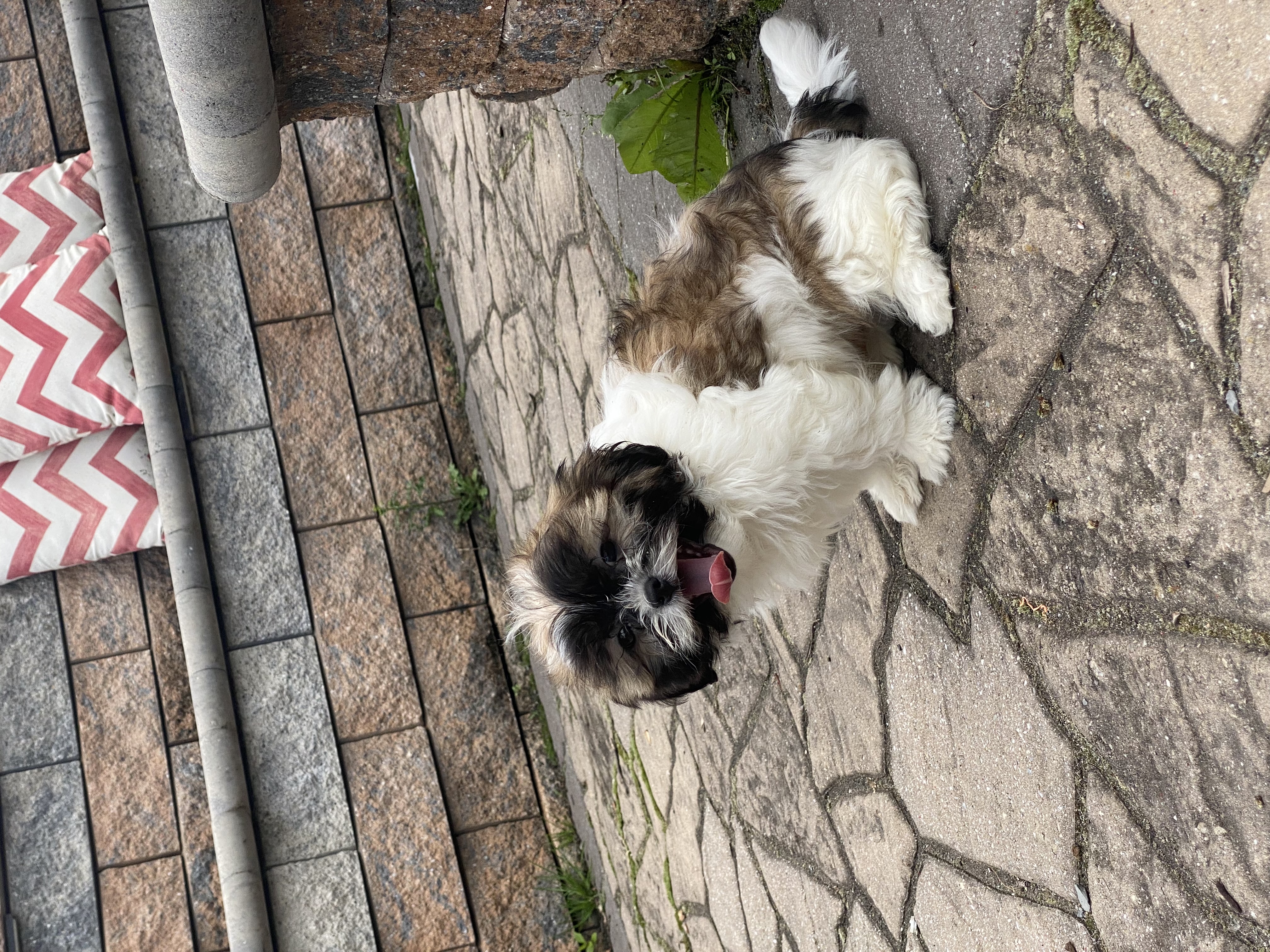 puppy, for, sale, Shih Tzu, Curtis  Martin, dog, breeder, Seneca Falls, NY, dog-breeder, puppy-for-sale, forsale, nearby, find, puppyfind, locator, puppylocator, aca
