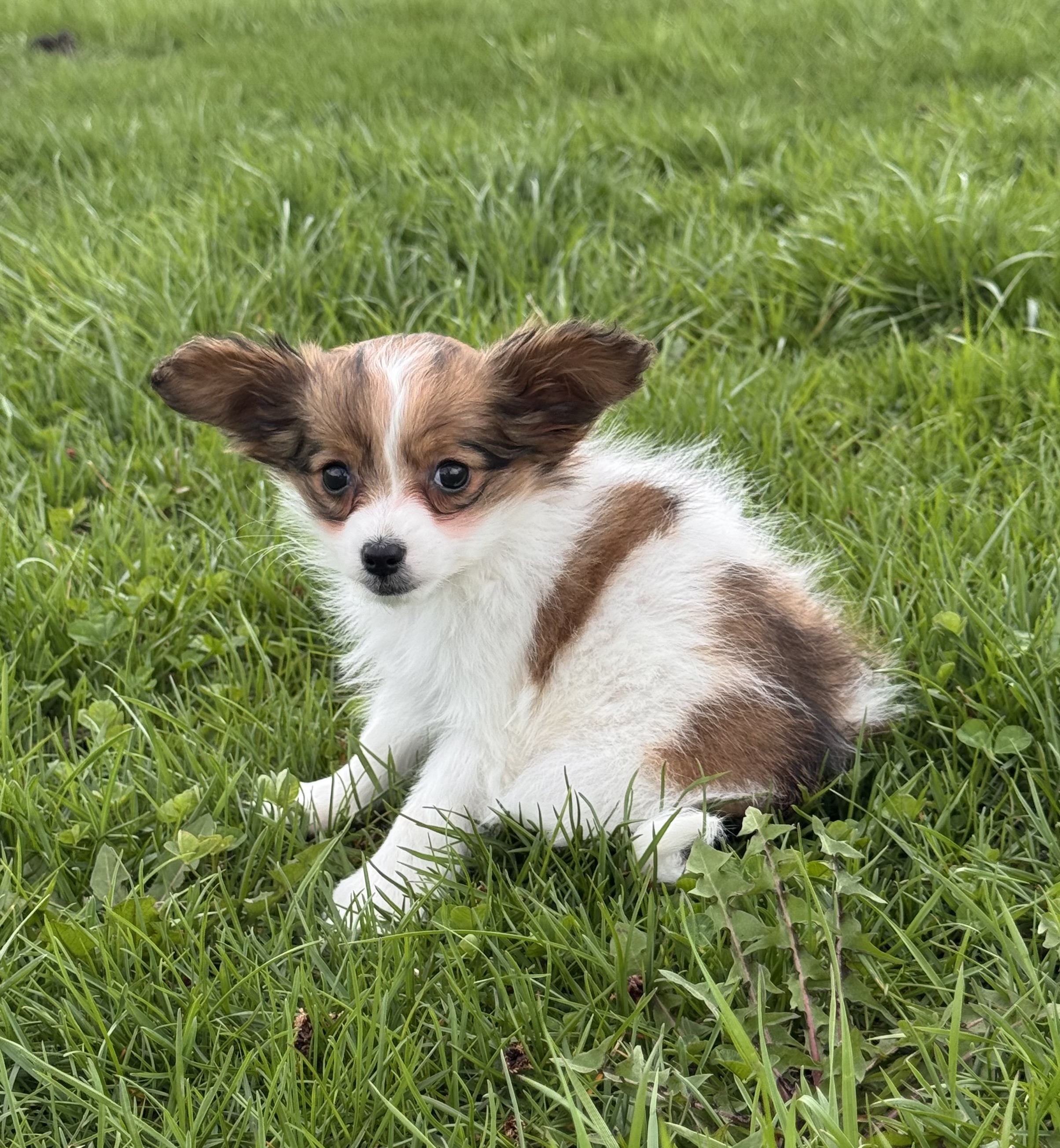 puppy, for, sale, Papillon, Curtis  Martin, dog, breeder, Seneca Falls, NY, dog-breeder, puppy-for-sale, forsale, nearby, find, puppyfind, locator, puppylocator, aca