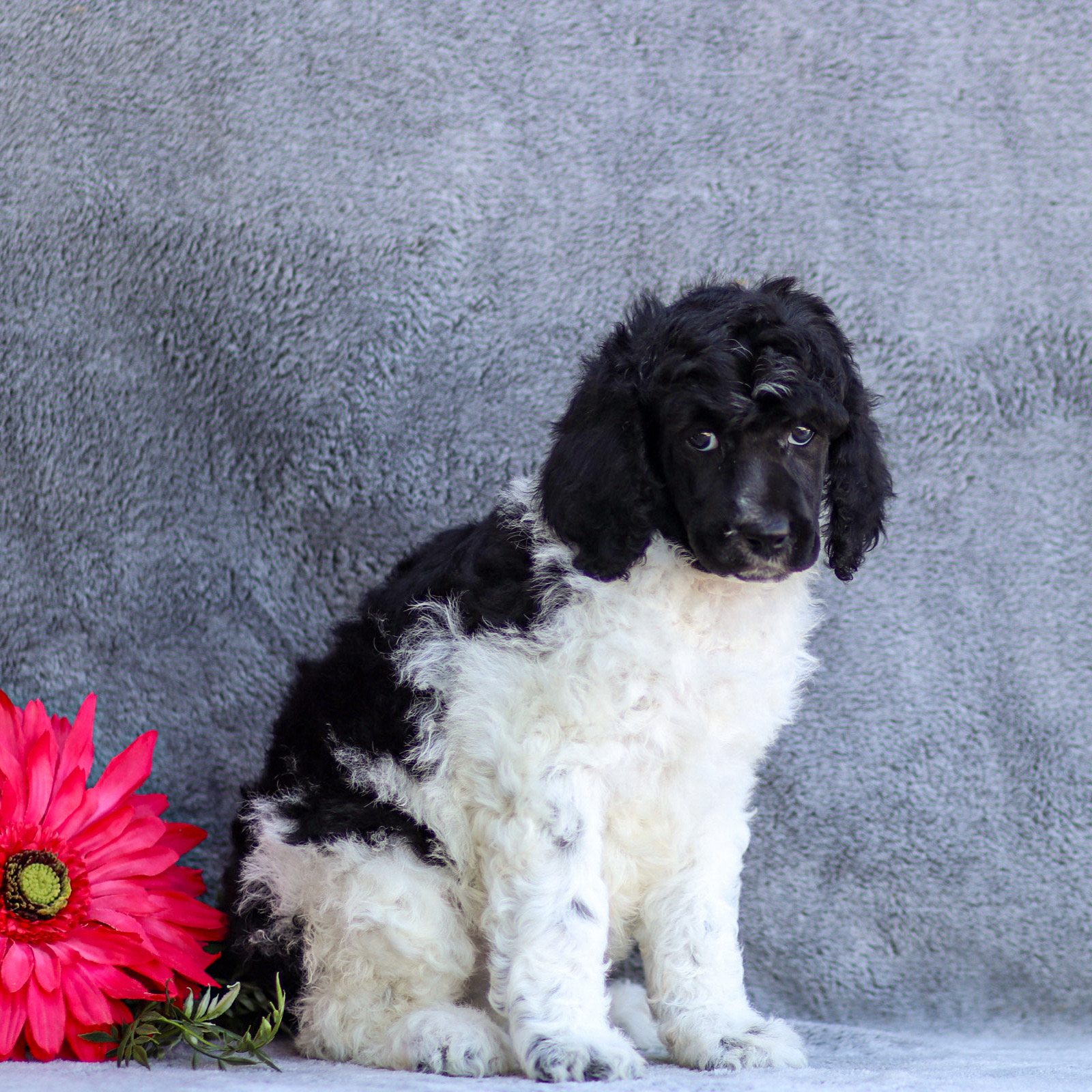 puppy, for, sale, Standard Poodle, John  Stoltzfus, dog, breeder, Christiana, PA, dog-breeder, puppy-for-sale, forsale, nearby, find, puppyfind, locator, puppylocator, aca