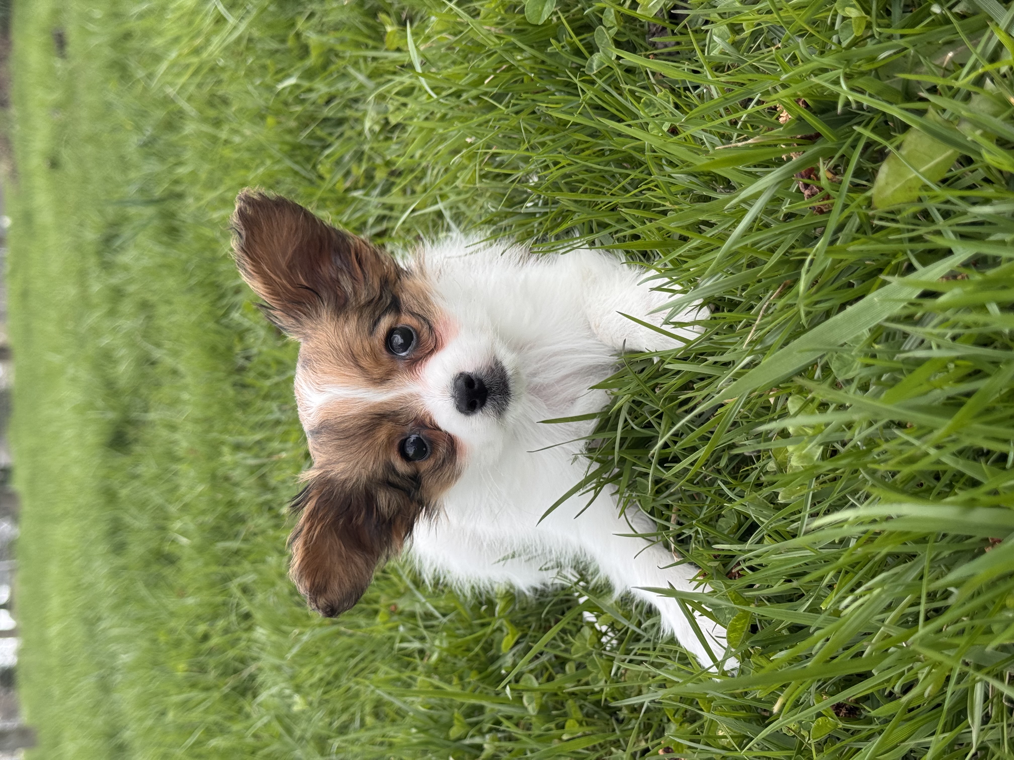 puppy, for, sale, Papillon, Curtis  Martin, dog, breeder, Seneca Falls, NY, dog-breeder, puppy-for-sale, forsale, nearby, find, puppyfind, locator, puppylocator, aca