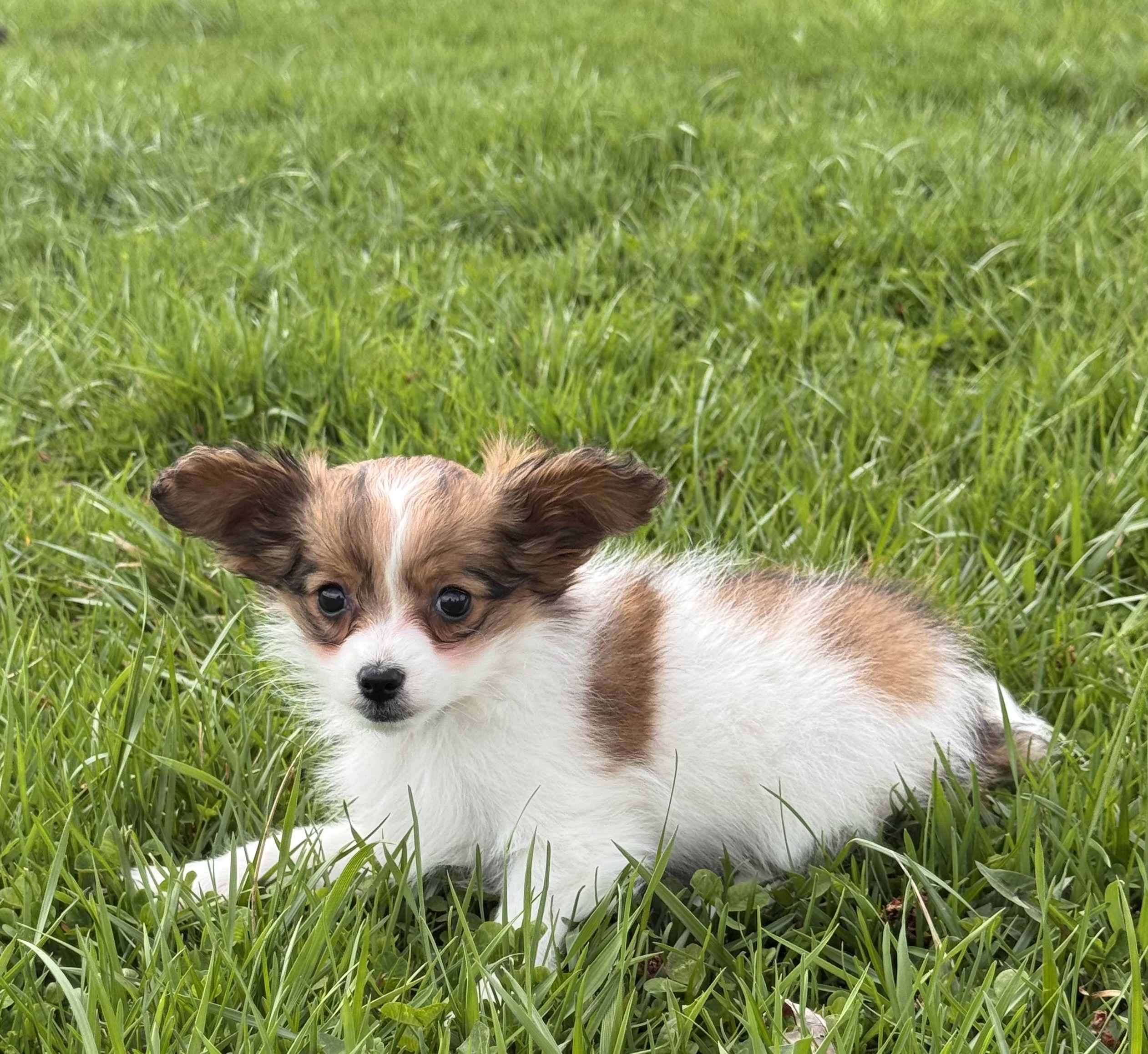 puppy, for, sale, Papillon, Curtis  Martin, dog, breeder, Seneca Falls, NY, dog-breeder, puppy-for-sale, forsale, nearby, find, puppyfind, locator, puppylocator, aca