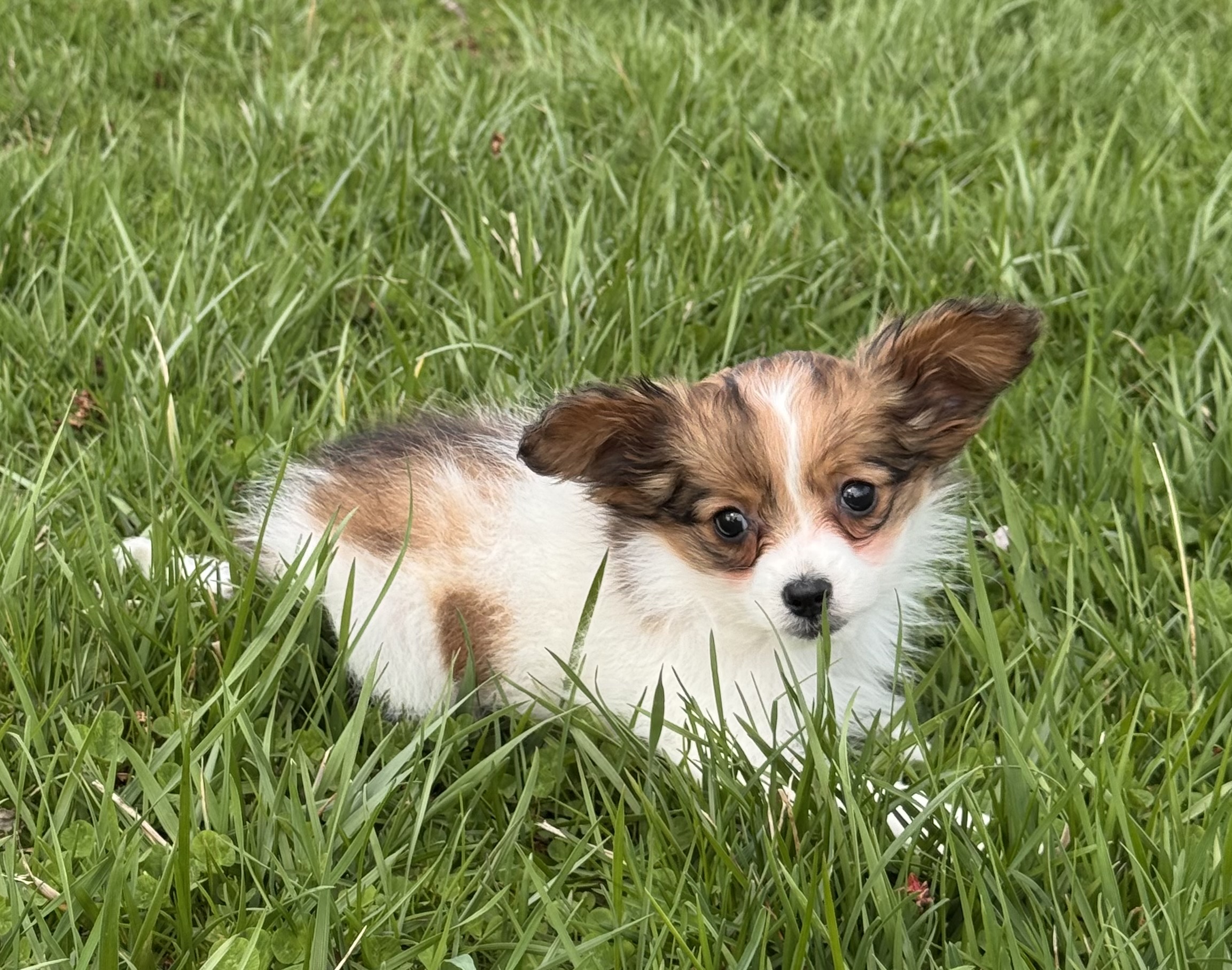 puppy, for, sale, Papillon, Curtis  Martin, dog, breeder, Seneca Falls, NY, dog-breeder, puppy-for-sale, forsale, nearby, find, puppyfind, locator, puppylocator, aca