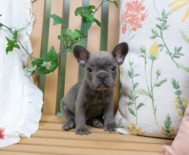 puppy, for, sale, FRENCH BULL DOG, Nationwide Puppies  , dog, breeder, New York, NY, dog-breeder, puppy-for-sale, forsale, nearby, find, puppyfind, locator, puppylocator, aca