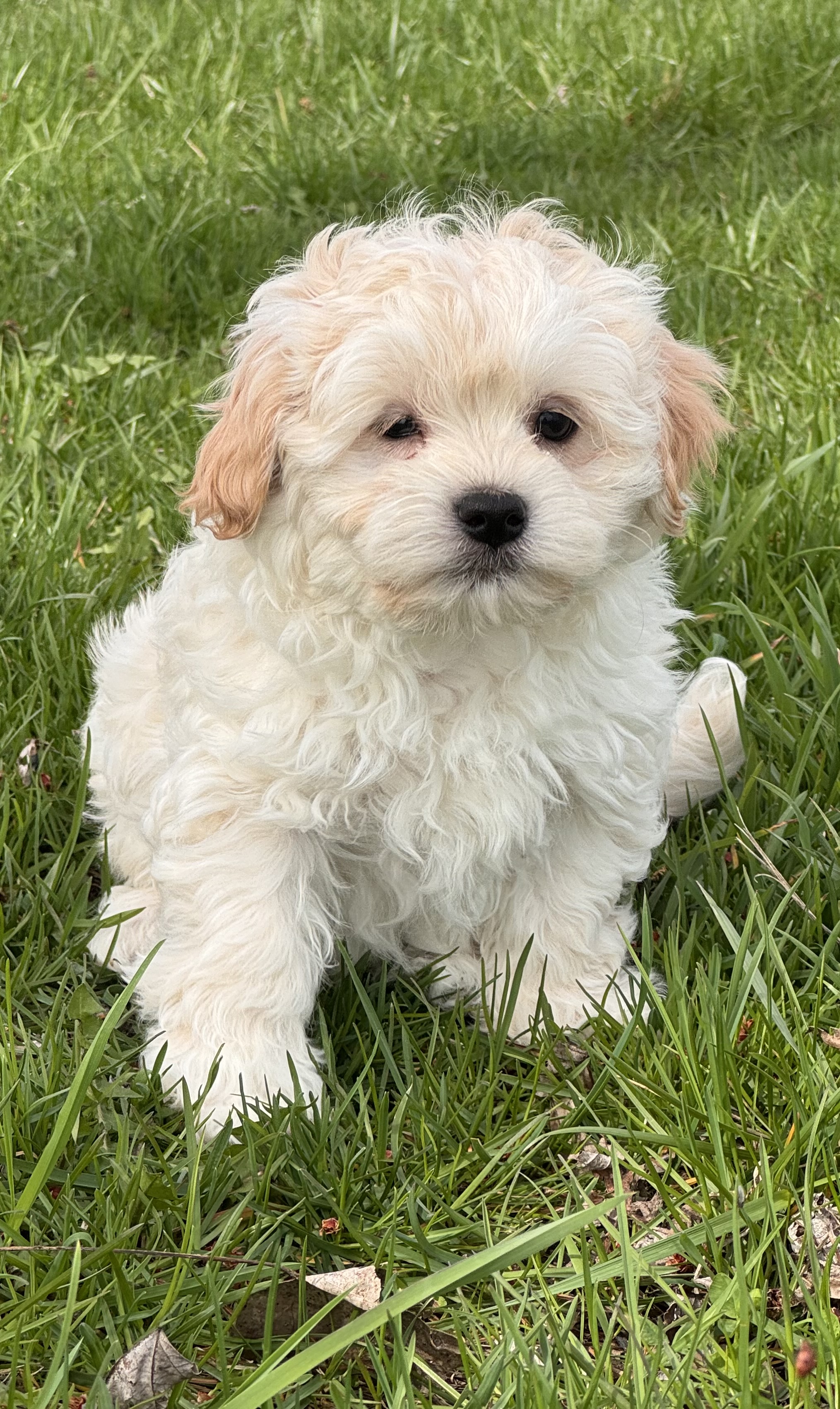 puppy, for, sale, Havanese, Curtis  Martin, dog, breeder, Seneca Falls, NY, dog-breeder, puppy-for-sale, forsale, nearby, find, puppyfind, locator, puppylocator, aca