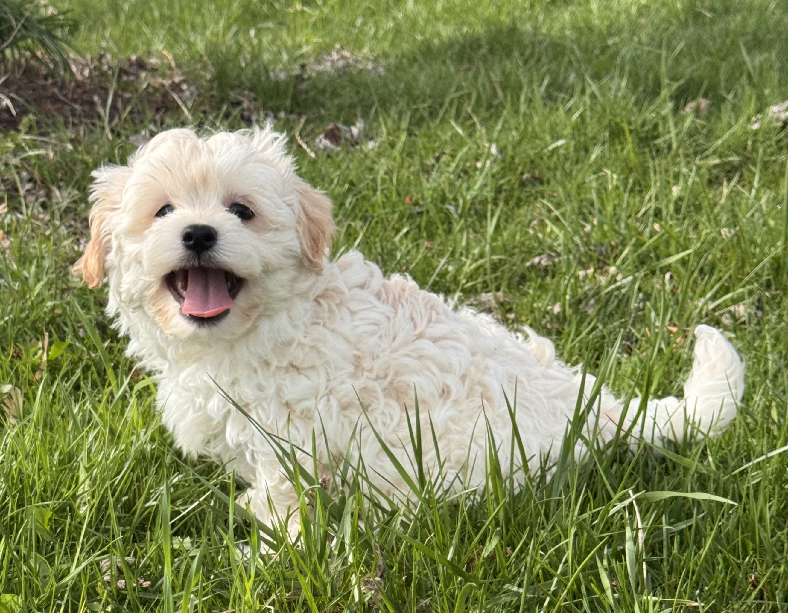 puppy, for, sale, Havanese, Curtis  Martin, dog, breeder, Seneca Falls, NY, dog-breeder, puppy-for-sale, forsale, nearby, find, puppyfind, locator, puppylocator, aca