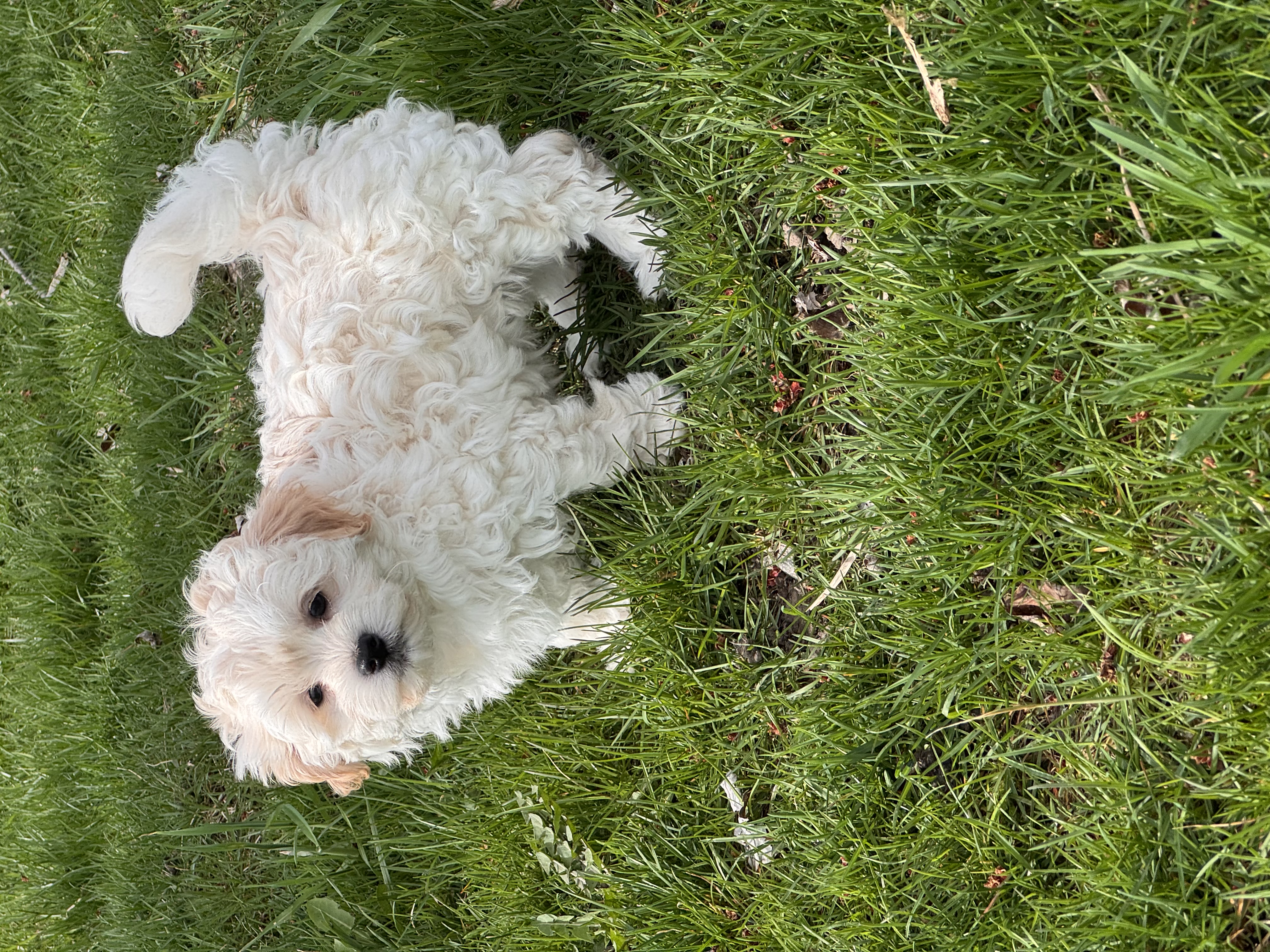 puppy, for, sale, Havanese, Curtis  Martin, dog, breeder, Seneca Falls, NY, dog-breeder, puppy-for-sale, forsale, nearby, find, puppyfind, locator, puppylocator, aca