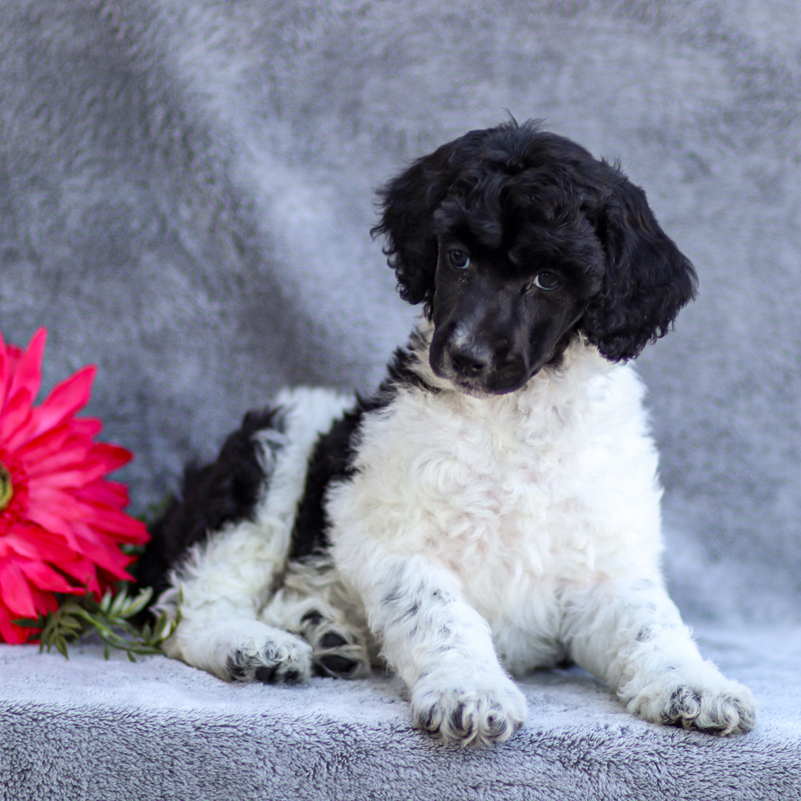 puppy, for, sale, Standard Poodle, John  Stoltzfus, dog, breeder, Christiana, PA, dog-breeder, puppy-for-sale, forsale, nearby, find, puppyfind, locator, puppylocator, aca