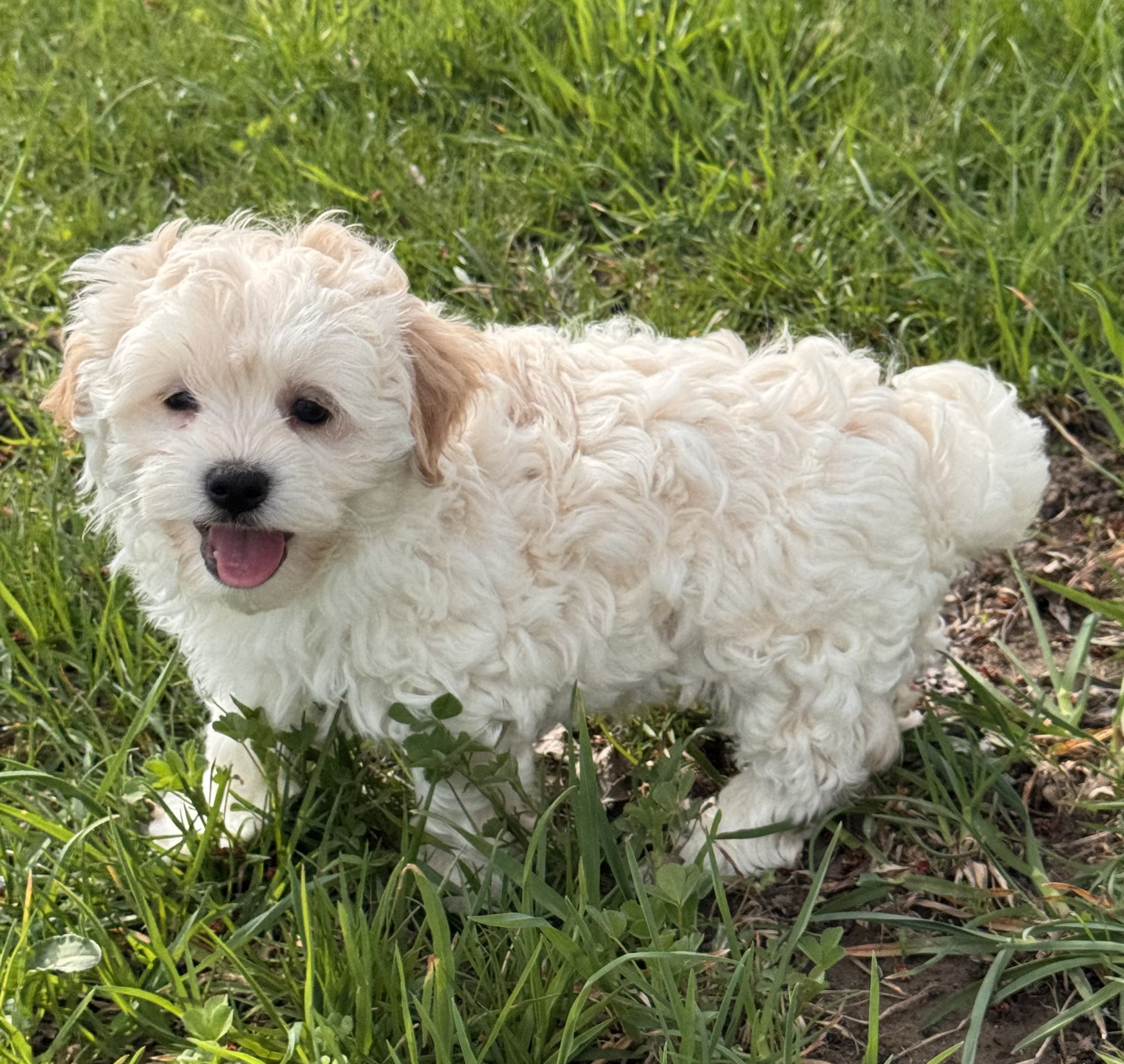 puppy, for, sale, Havanese, Curtis  Martin, dog, breeder, Seneca Falls, NY, dog-breeder, puppy-for-sale, forsale, nearby, find, puppyfind, locator, puppylocator, aca
