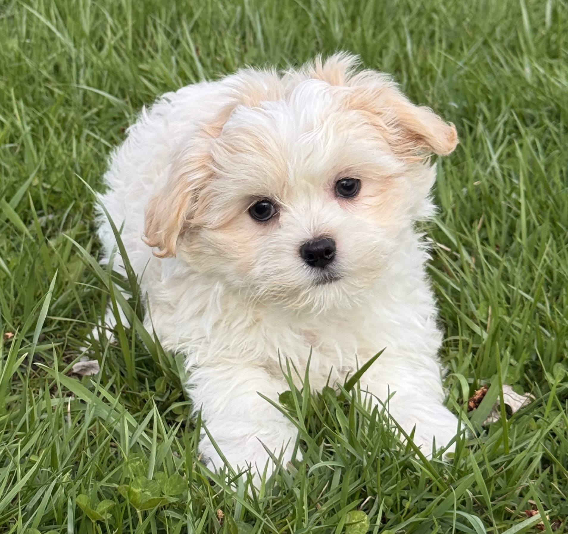 puppy, for, sale, Havanese, Curtis  Martin, dog, breeder, Seneca Falls, NY, dog-breeder, puppy-for-sale, forsale, nearby, find, puppyfind, locator, puppylocator, aca