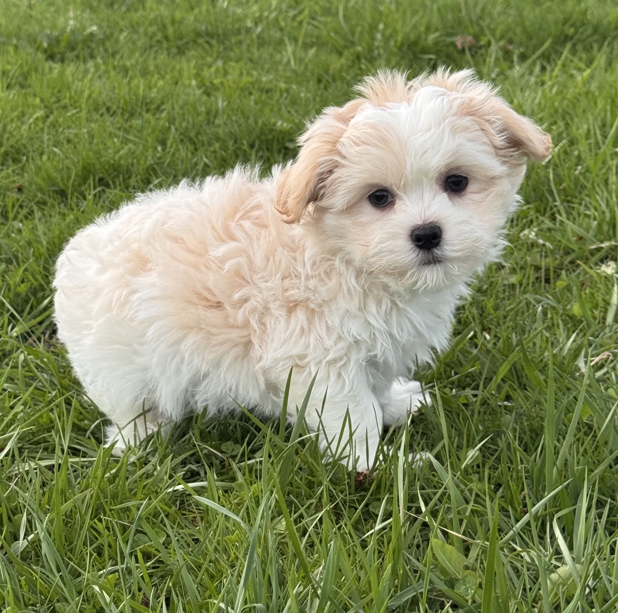 puppy, for, sale, Havanese, Curtis  Martin, dog, breeder, Seneca Falls, NY, dog-breeder, puppy-for-sale, forsale, nearby, find, puppyfind, locator, puppylocator, aca