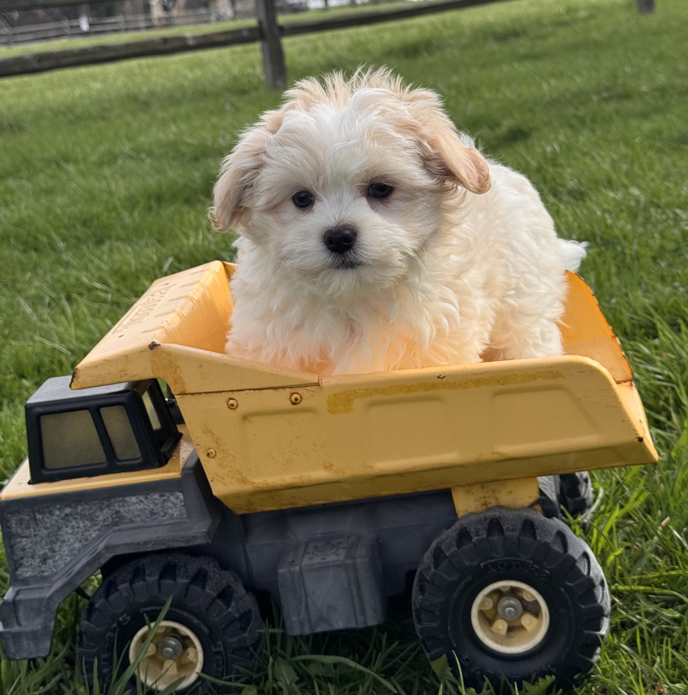 puppy, for, sale, Havanese, Curtis  Martin, dog, breeder, Seneca Falls, NY, dog-breeder, puppy-for-sale, forsale, nearby, find, puppyfind, locator, puppylocator, aca