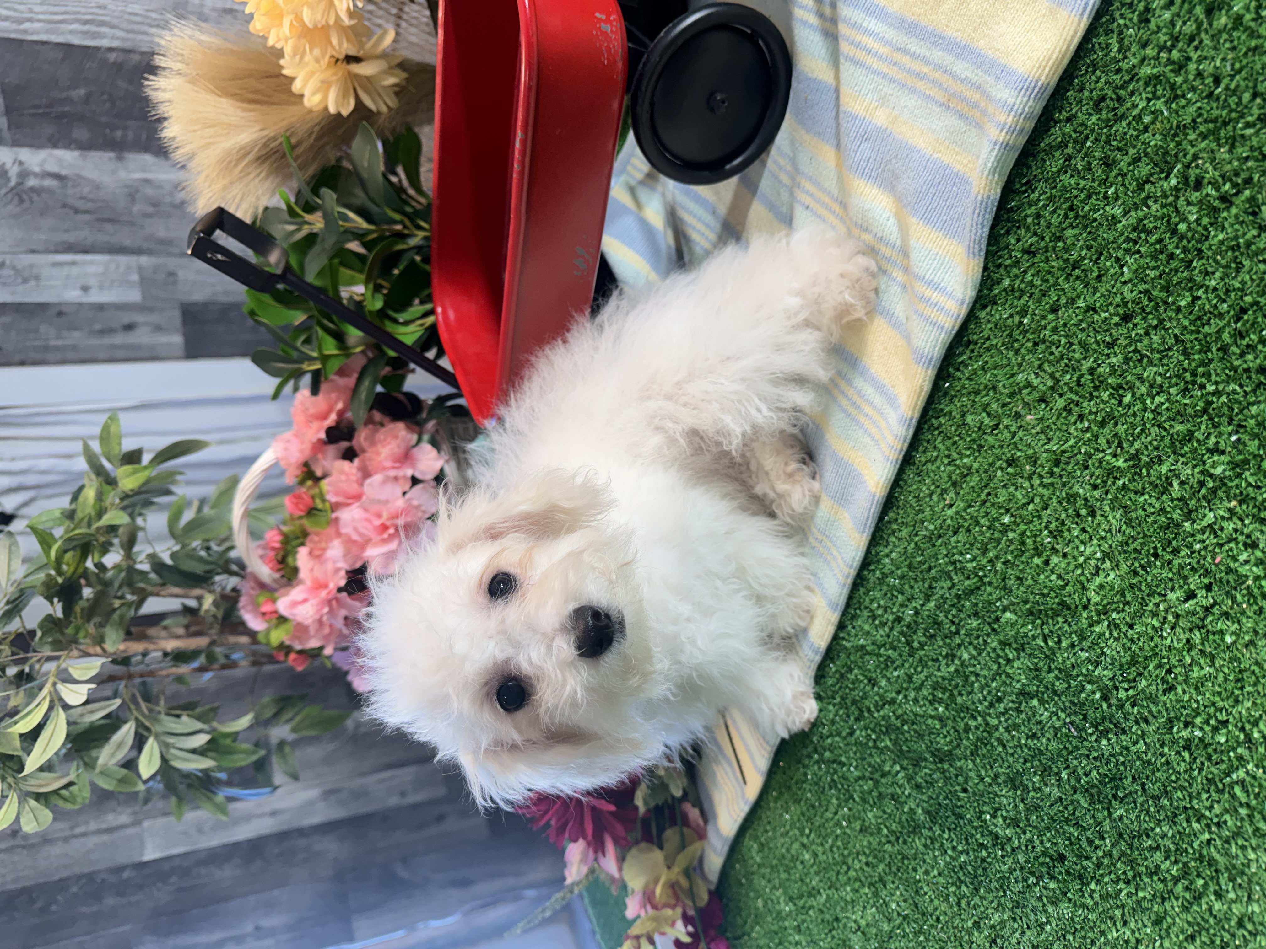 puppy, for, sale, Bichon Frise, Curtis  Martin, dog, breeder, Seneca Falls, NY, dog-breeder, puppy-for-sale, forsale, nearby, find, puppyfind, locator, puppylocator, aca