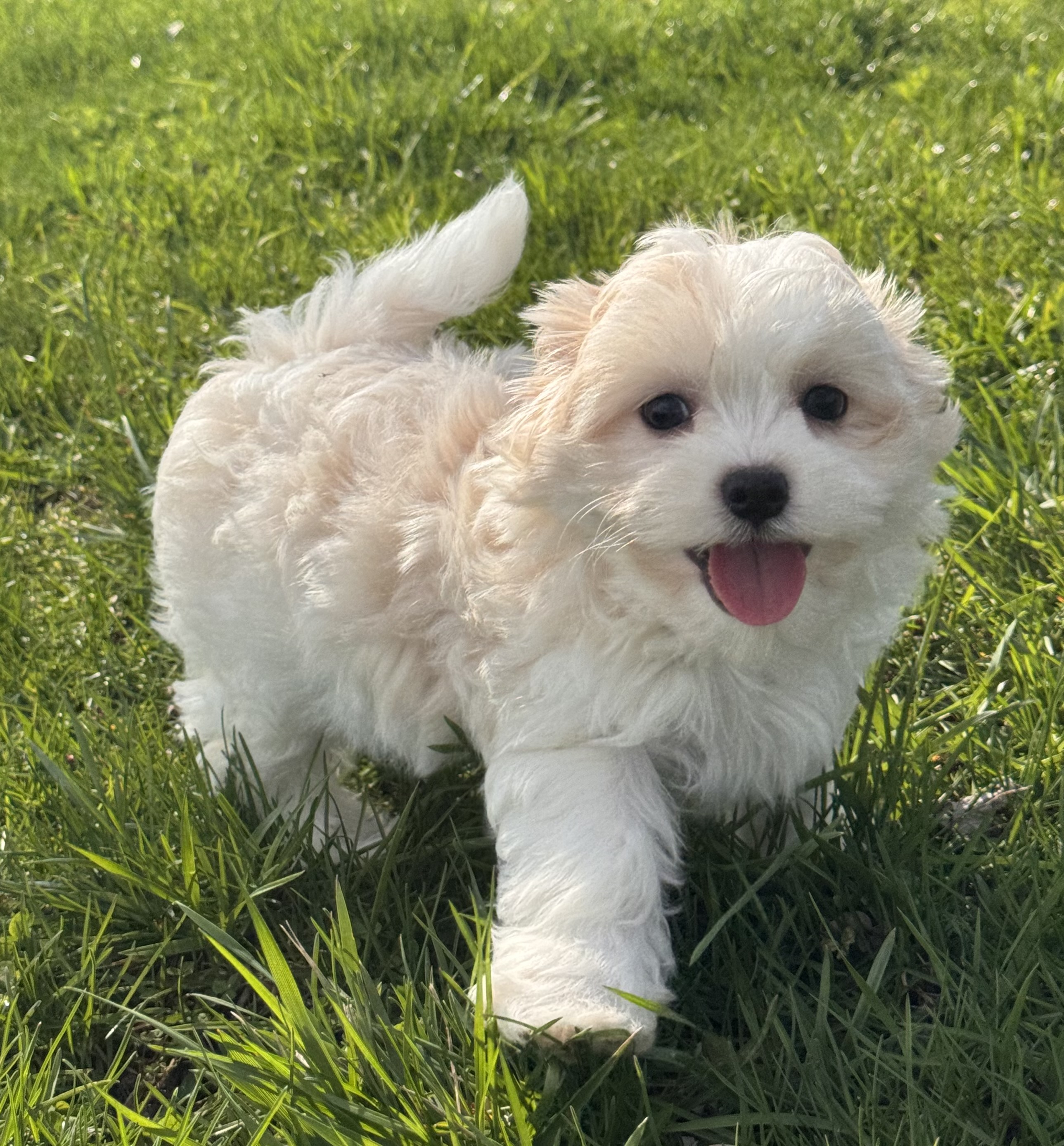 puppy, for, sale, Havanese, Curtis  Martin, dog, breeder, Seneca Falls, NY, dog-breeder, puppy-for-sale, forsale, nearby, find, puppyfind, locator, puppylocator, aca