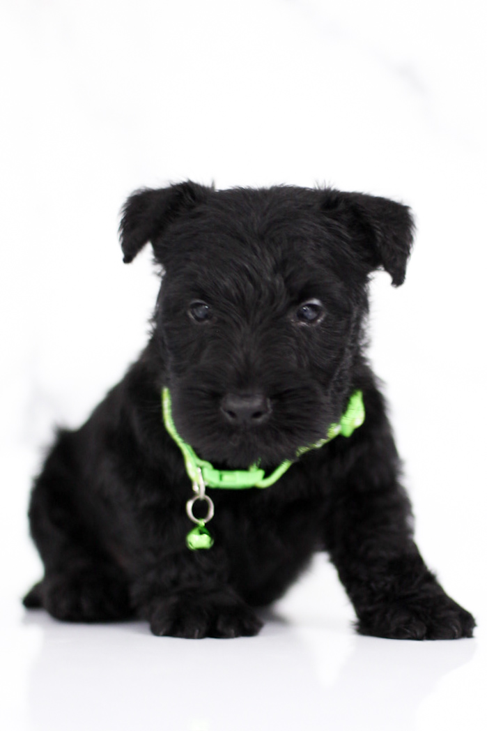puppy, for, sale, Scottish Terrier, Kerek & Marisa  Martin, dog, breeder, Mount Joy, PA, dog-breeder, puppy-for-sale, forsale, nearby, find, puppyfind, locator, puppylocator, aca