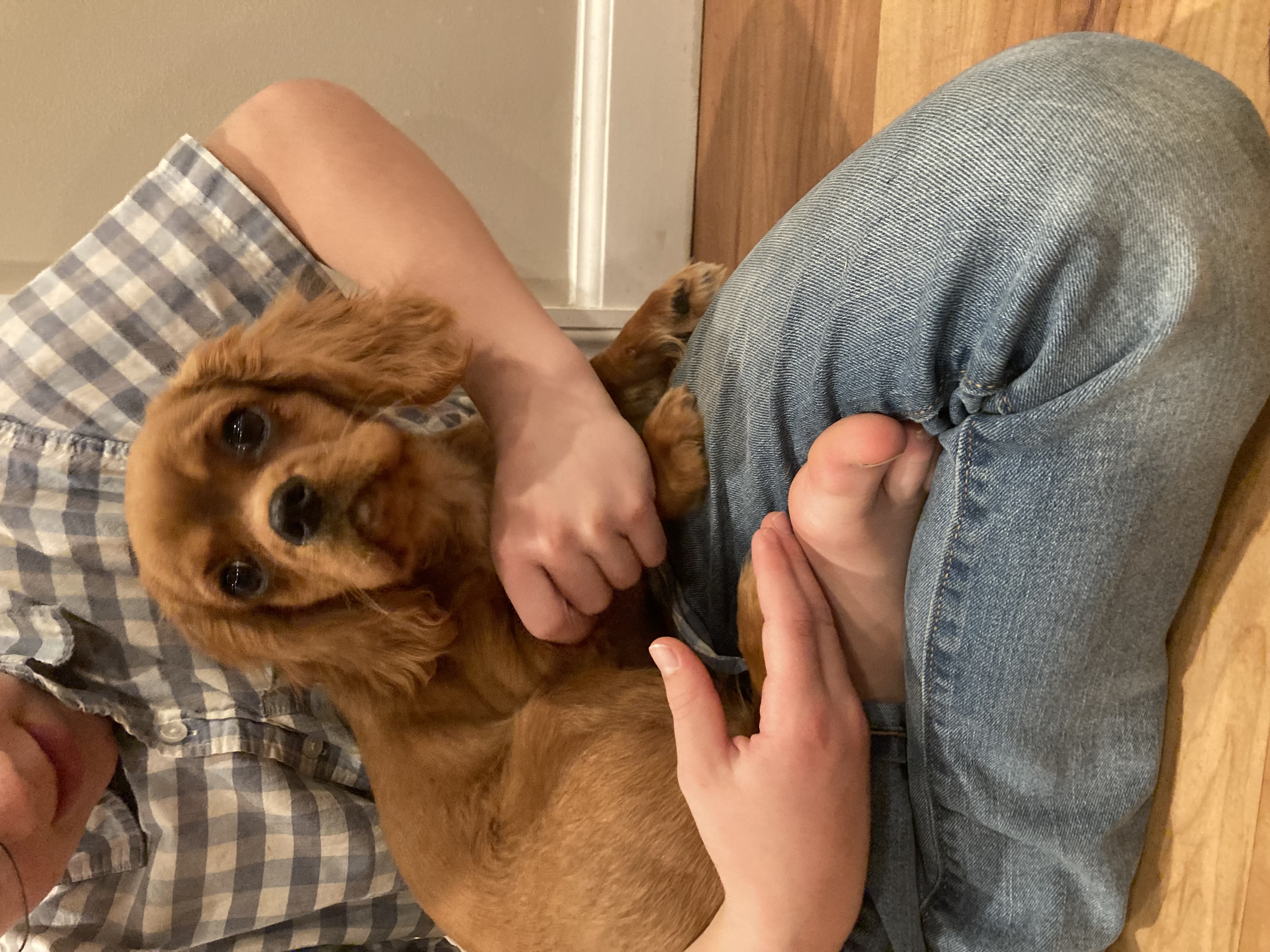 puppy, for, sale, Cavalier King Charles Spaniel,   Little Stream Estates LLC, dog, breeder, Lititz, PA, dog-breeder, puppy-for-sale, forsale, nearby, find, puppyfind, locator, puppylocator, aca