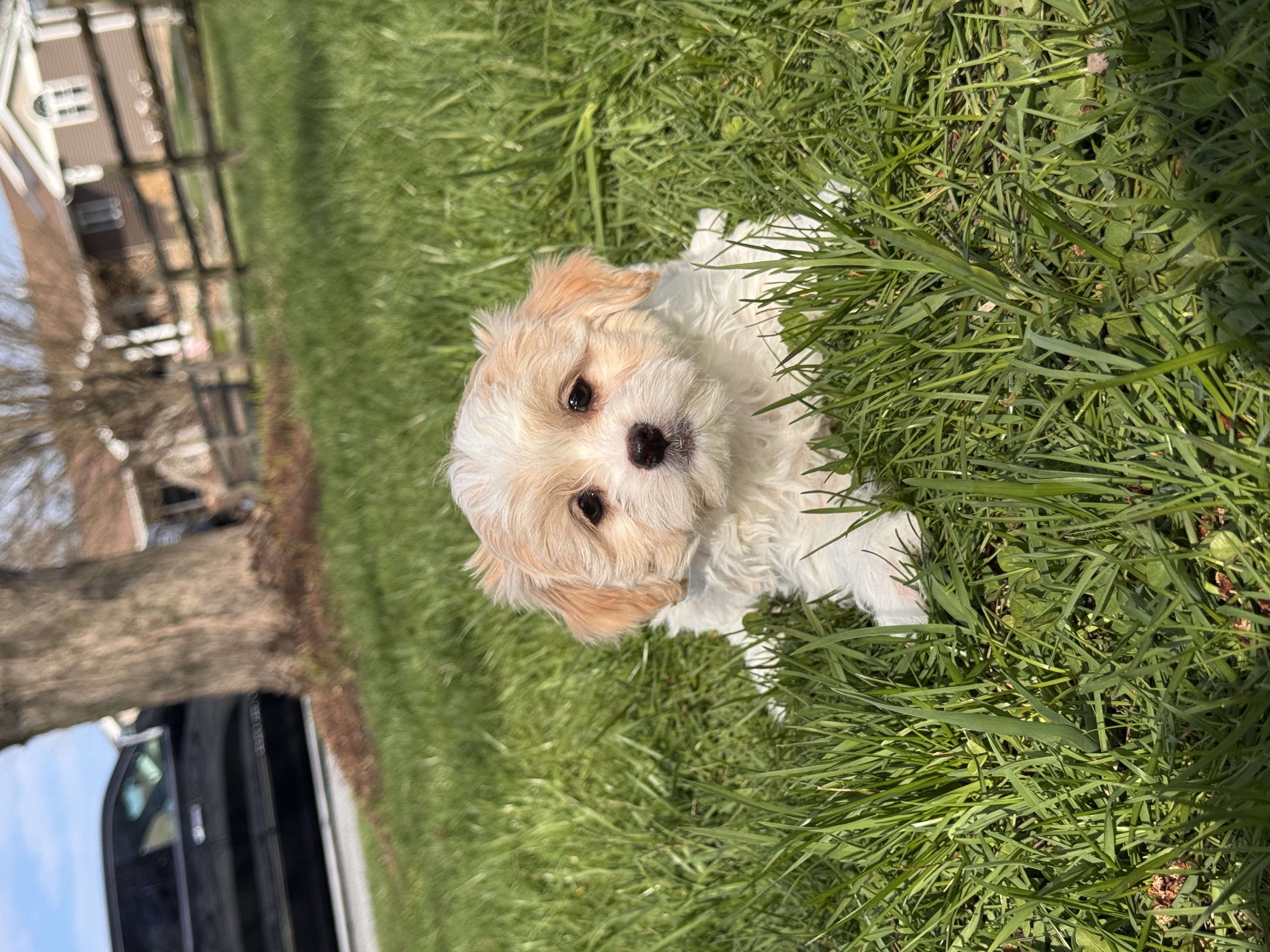 puppy, for, sale, Havanese, Curtis  Martin, dog, breeder, Seneca Falls, NY, dog-breeder, puppy-for-sale, forsale, nearby, find, puppyfind, locator, puppylocator, aca