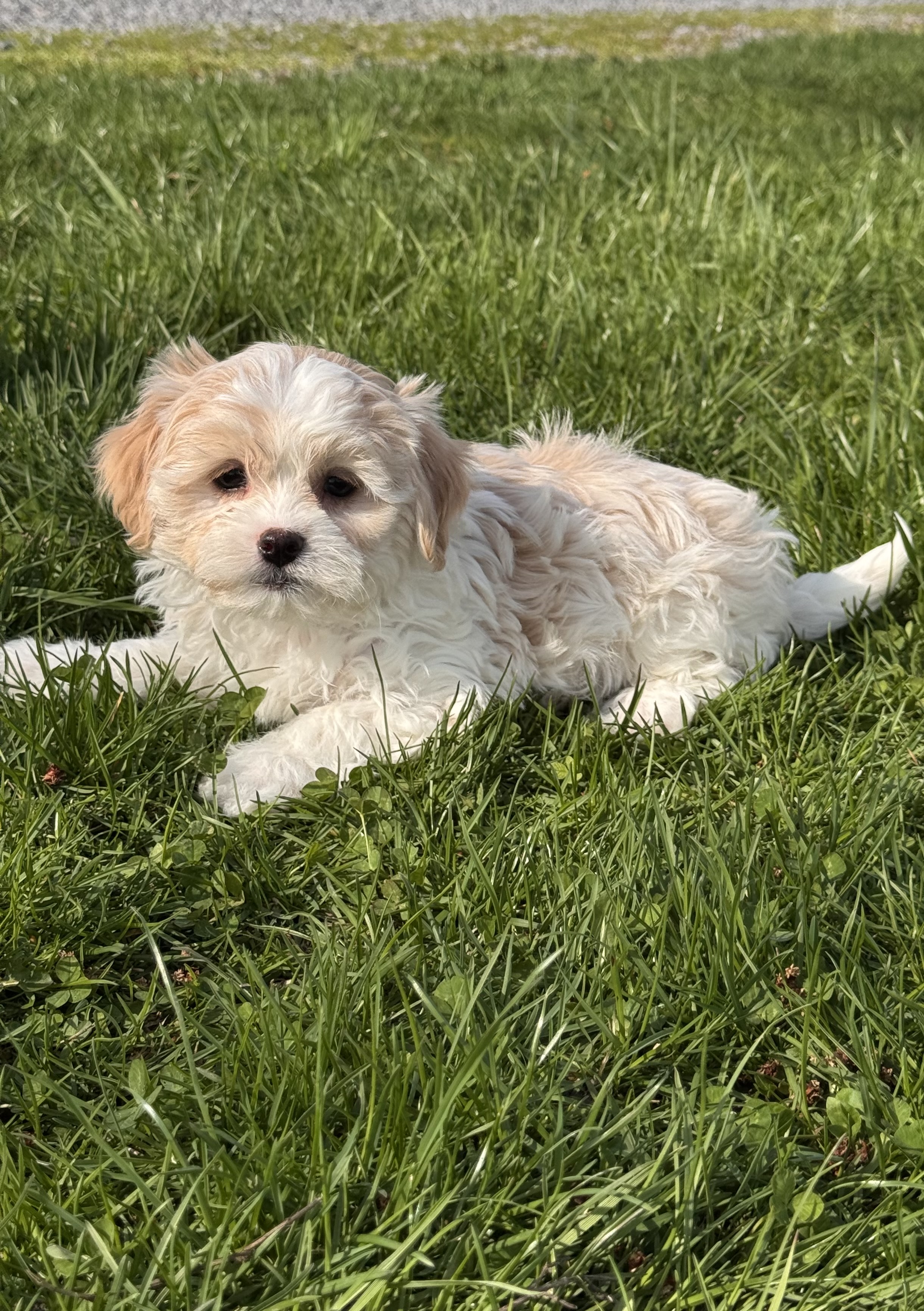 puppy, for, sale, Havanese, Curtis  Martin, dog, breeder, Seneca Falls, NY, dog-breeder, puppy-for-sale, forsale, nearby, find, puppyfind, locator, puppylocator, aca