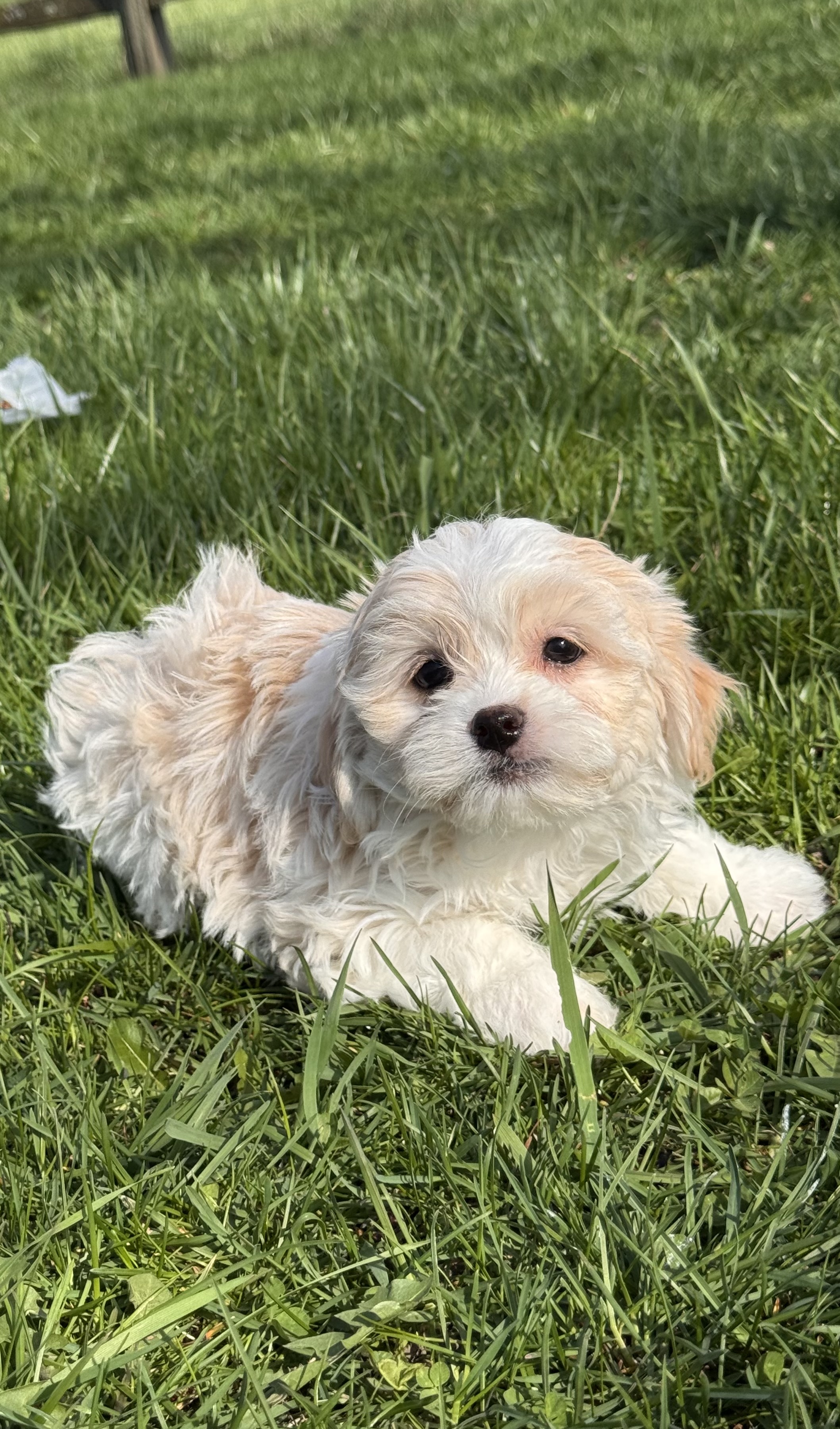 puppy, for, sale, Havanese, Curtis  Martin, dog, breeder, Seneca Falls, NY, dog-breeder, puppy-for-sale, forsale, nearby, find, puppyfind, locator, puppylocator, aca