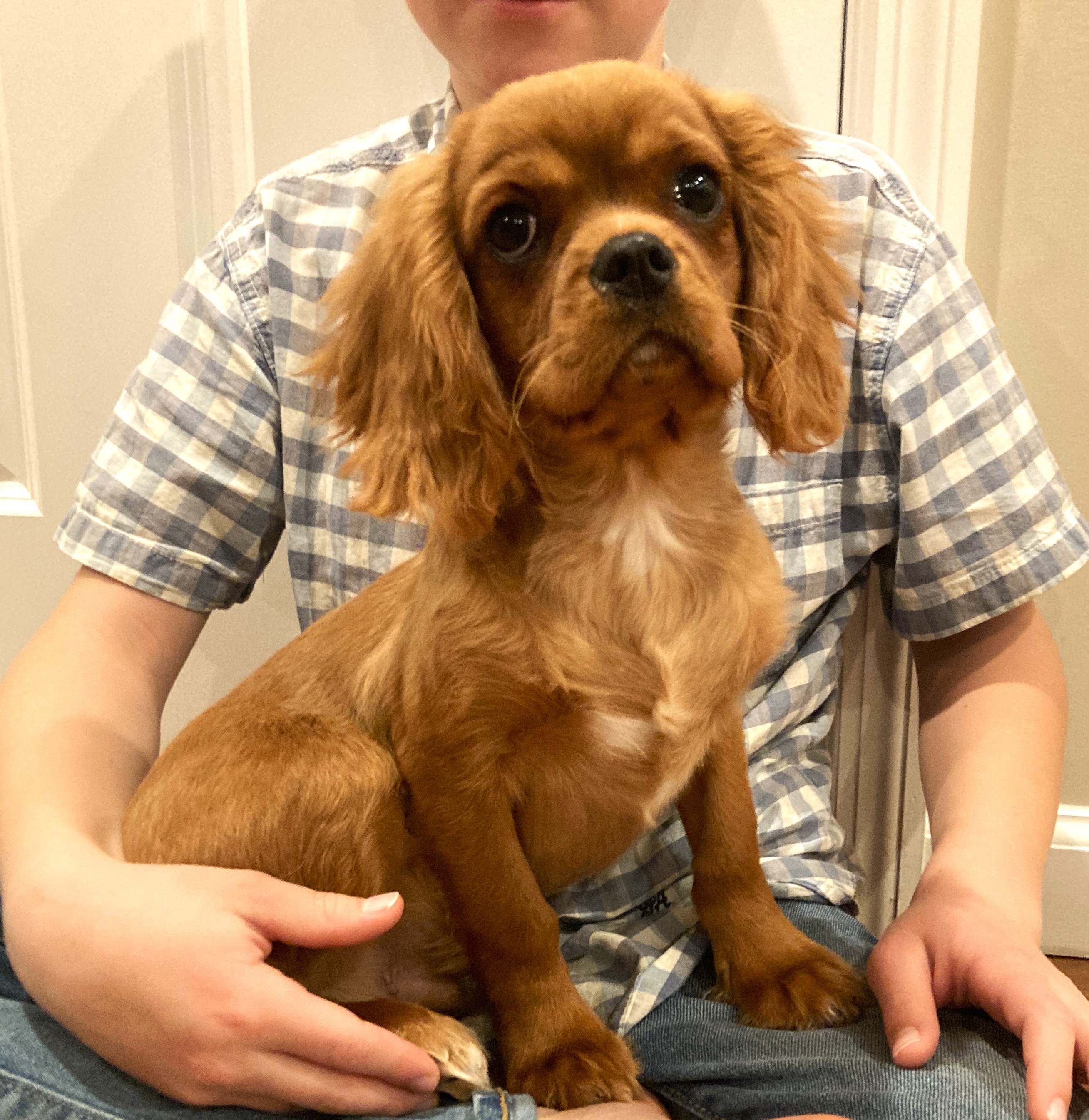 puppy, for, sale, Cavalier King Charles Spaniel,   Little Stream Estates LLC, dog, breeder, Lititz, PA, dog-breeder, puppy-for-sale, forsale, nearby, find, puppyfind, locator, puppylocator, aca