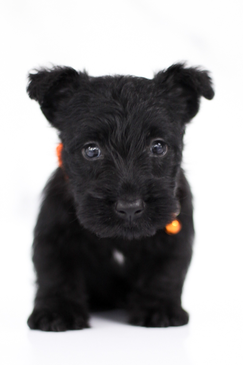 puppy, for, sale, Scottish Terrier, Kerek & Marisa  Martin, dog, breeder, Mount Joy, PA, dog-breeder, puppy-for-sale, forsale, nearby, find, puppyfind, locator, puppylocator, aca