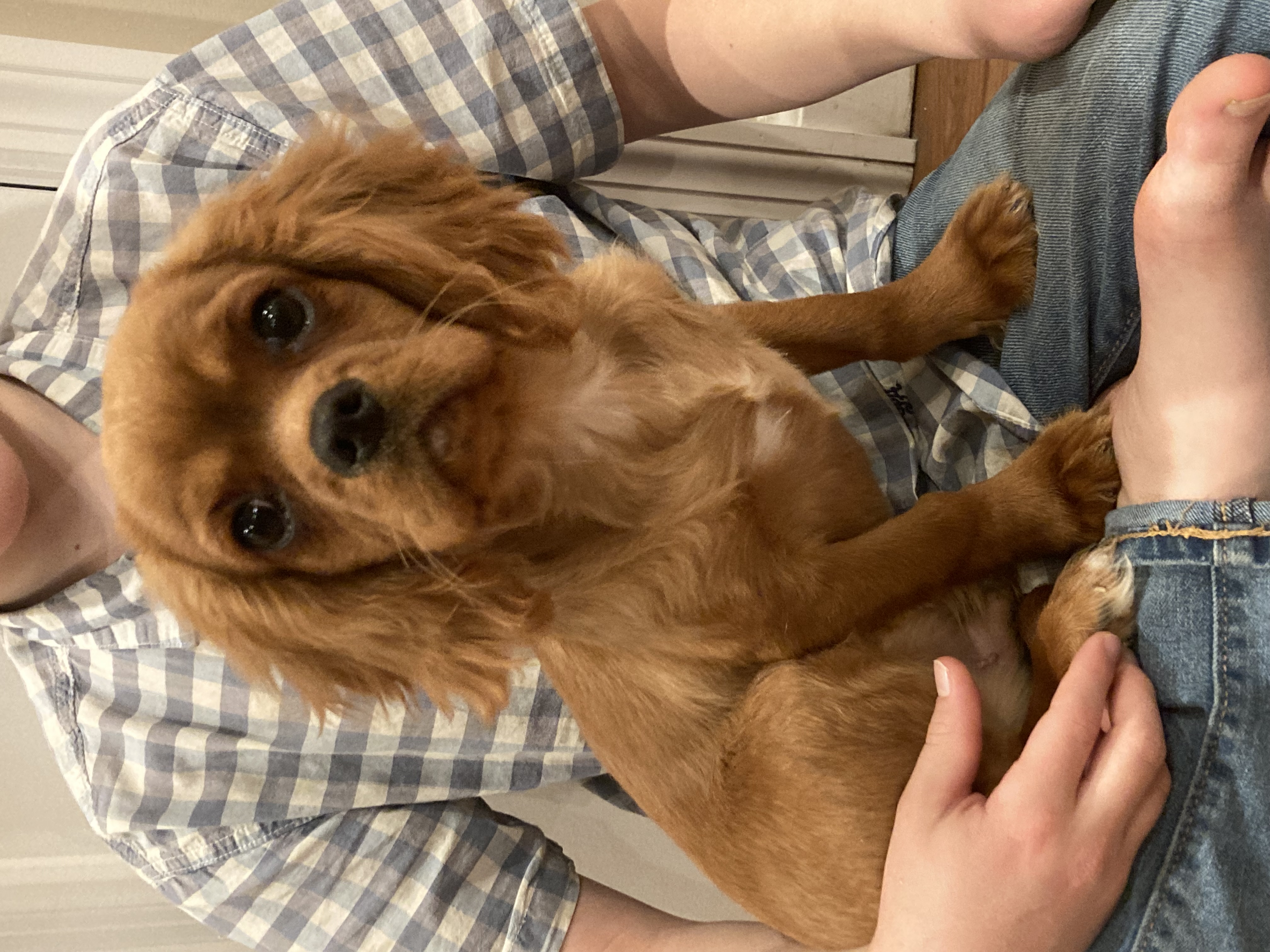 puppy, for, sale, Cavalier King Charles Spaniel,   Little Stream Estates LLC, dog, breeder, Lititz, PA, dog-breeder, puppy-for-sale, forsale, nearby, find, puppyfind, locator, puppylocator, aca