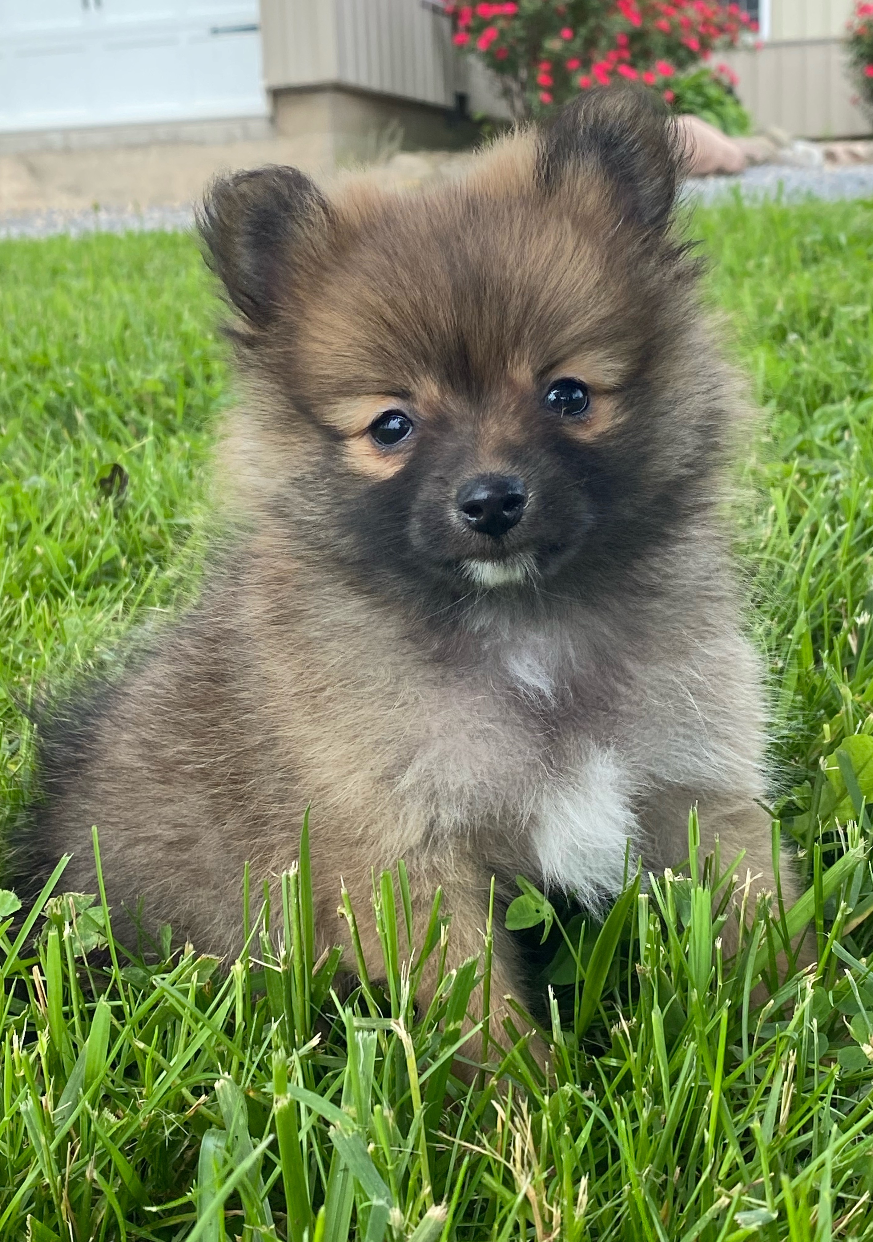 puppy, for, sale, Pomeranian, Curtis  Martin, dog, breeder, Seneca Falls, NY, dog-breeder, puppy-for-sale, forsale, nearby, find, puppyfind, locator, puppylocator, aca