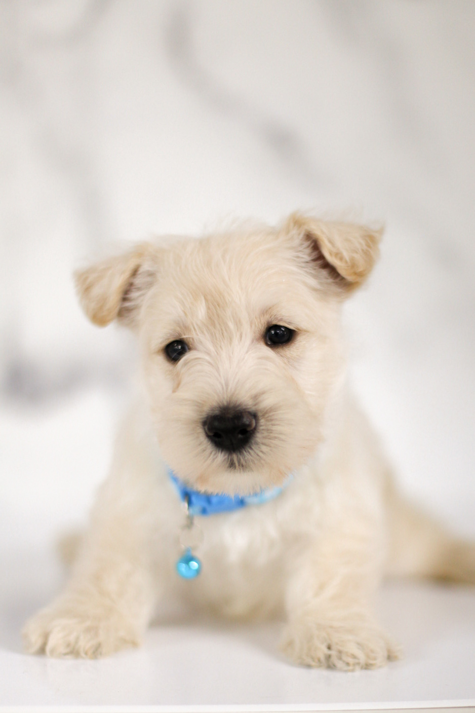 puppy, for, sale, Scottish Terrier, Kerek & Marisa  Martin, dog, breeder, Mount Joy, PA, dog-breeder, puppy-for-sale, forsale, nearby, find, puppyfind, locator, puppylocator, aca